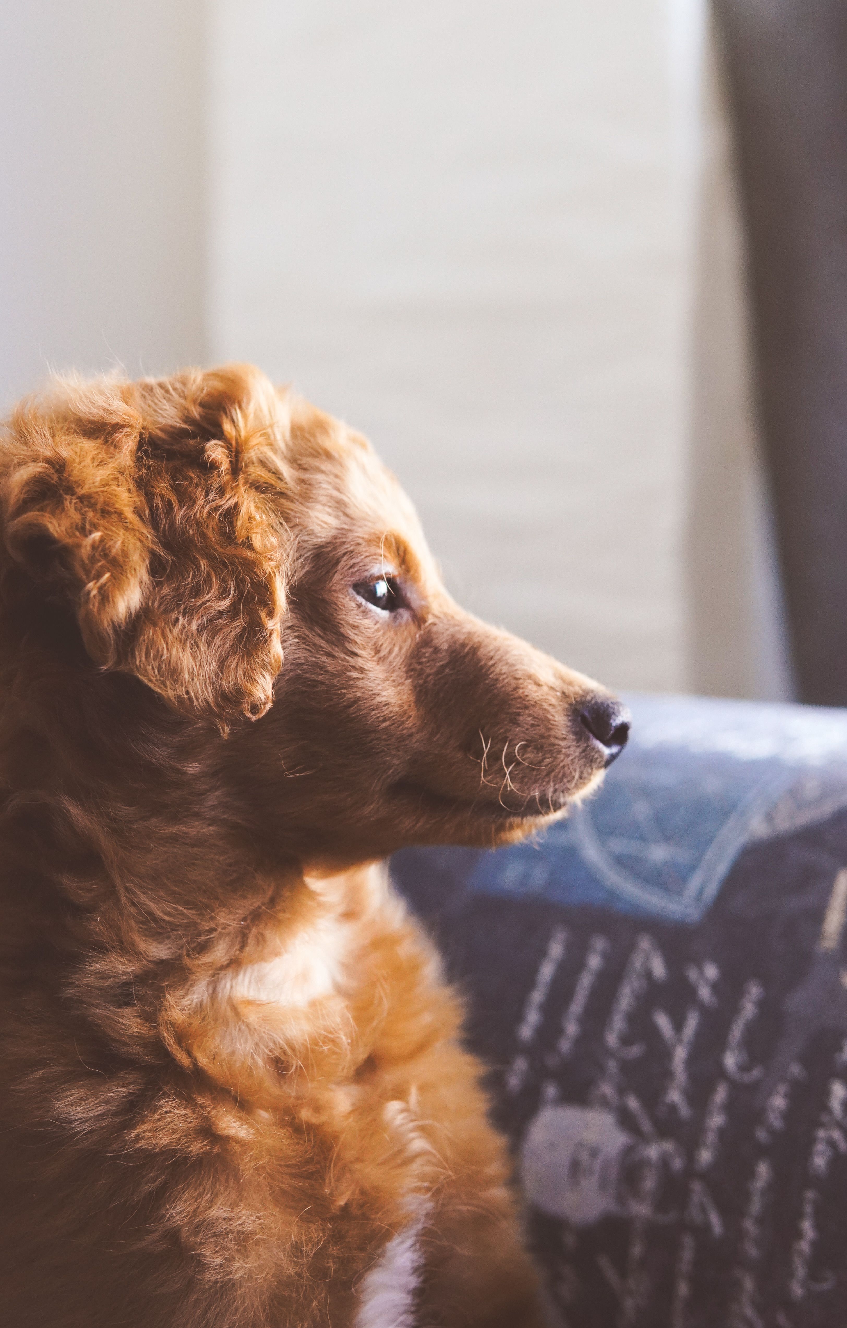 3247x5092 Nova Scotia Duck Tolling Retriever Puppy Dog Lying on Bed · Free