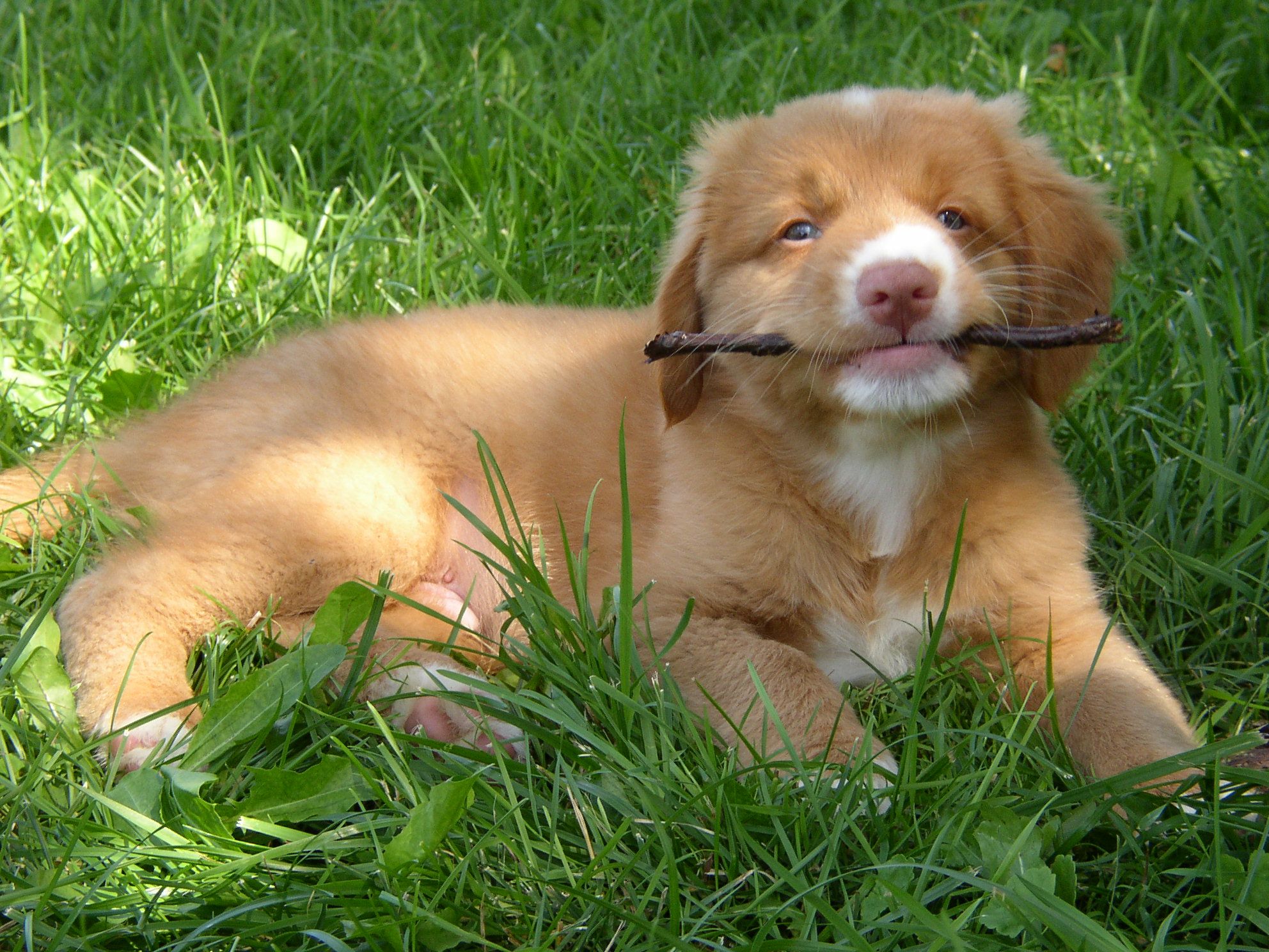 1984x1488 Nova Scotia Duck Tolling Retriever Puppy Photo And Wallpaper. Beautiful Nova Scotia Duck Tolling Retriever Puppy Picture