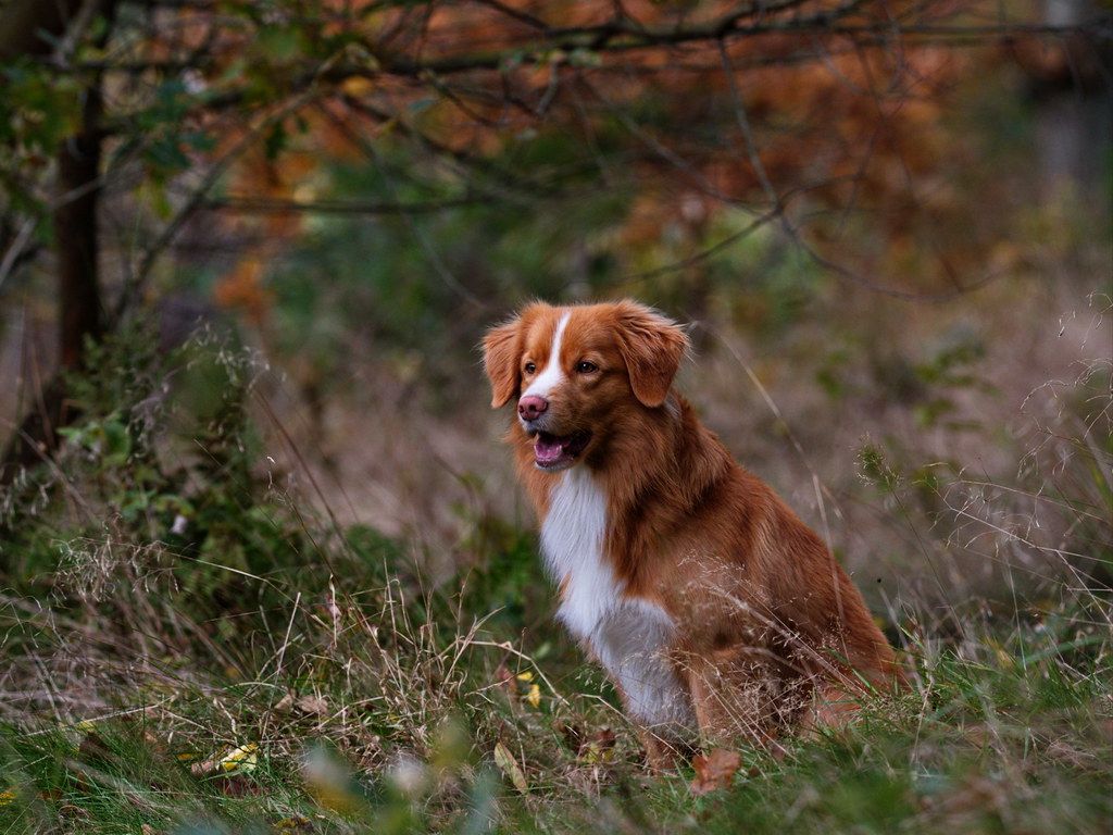 1024x768 Portrait of a Nova Scotia Duck Tolling Retriever. Portrait