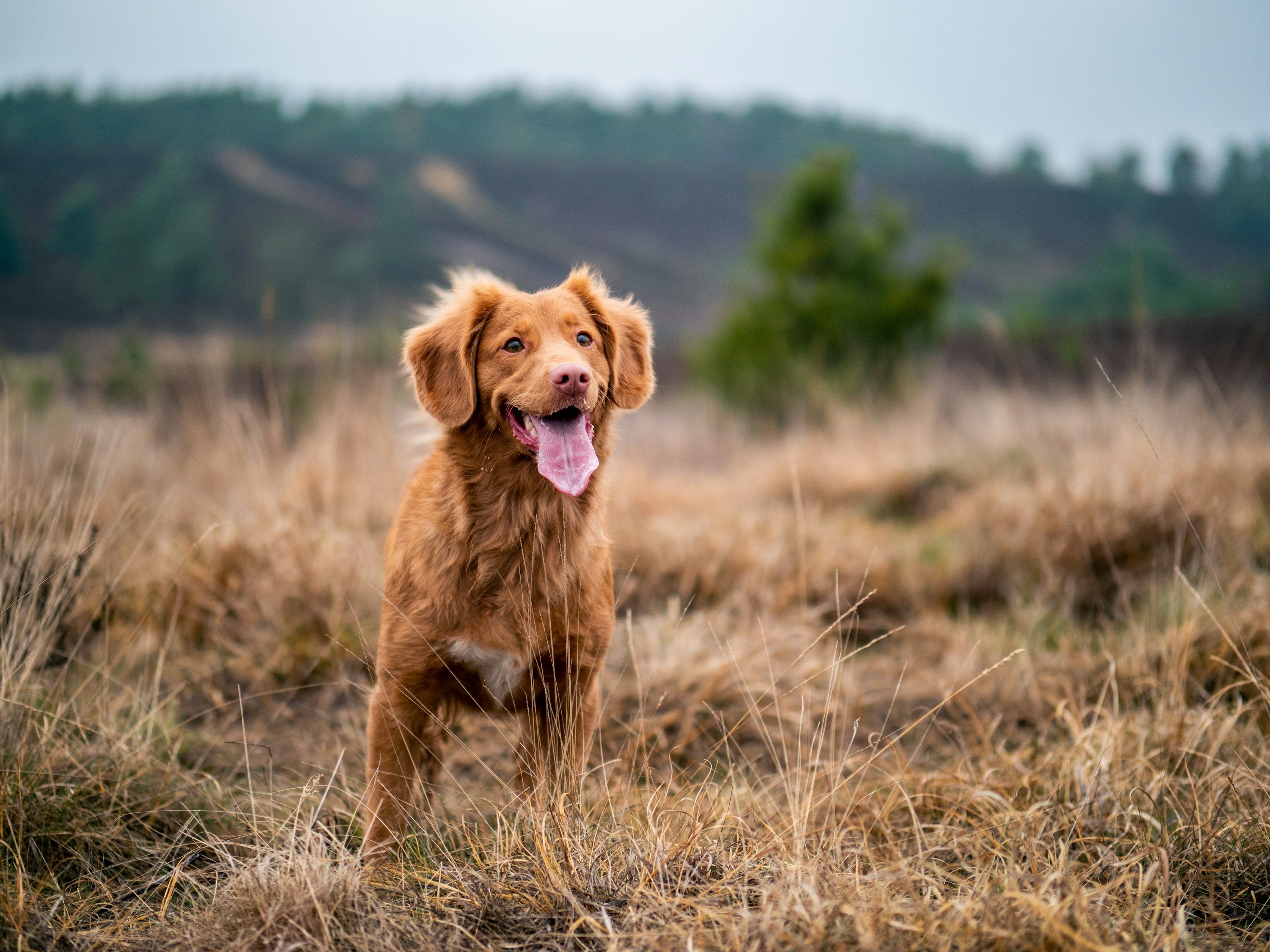 3000x2250 Selective focus photography of adult Nova Scotia duck tolling retriever showing tongue