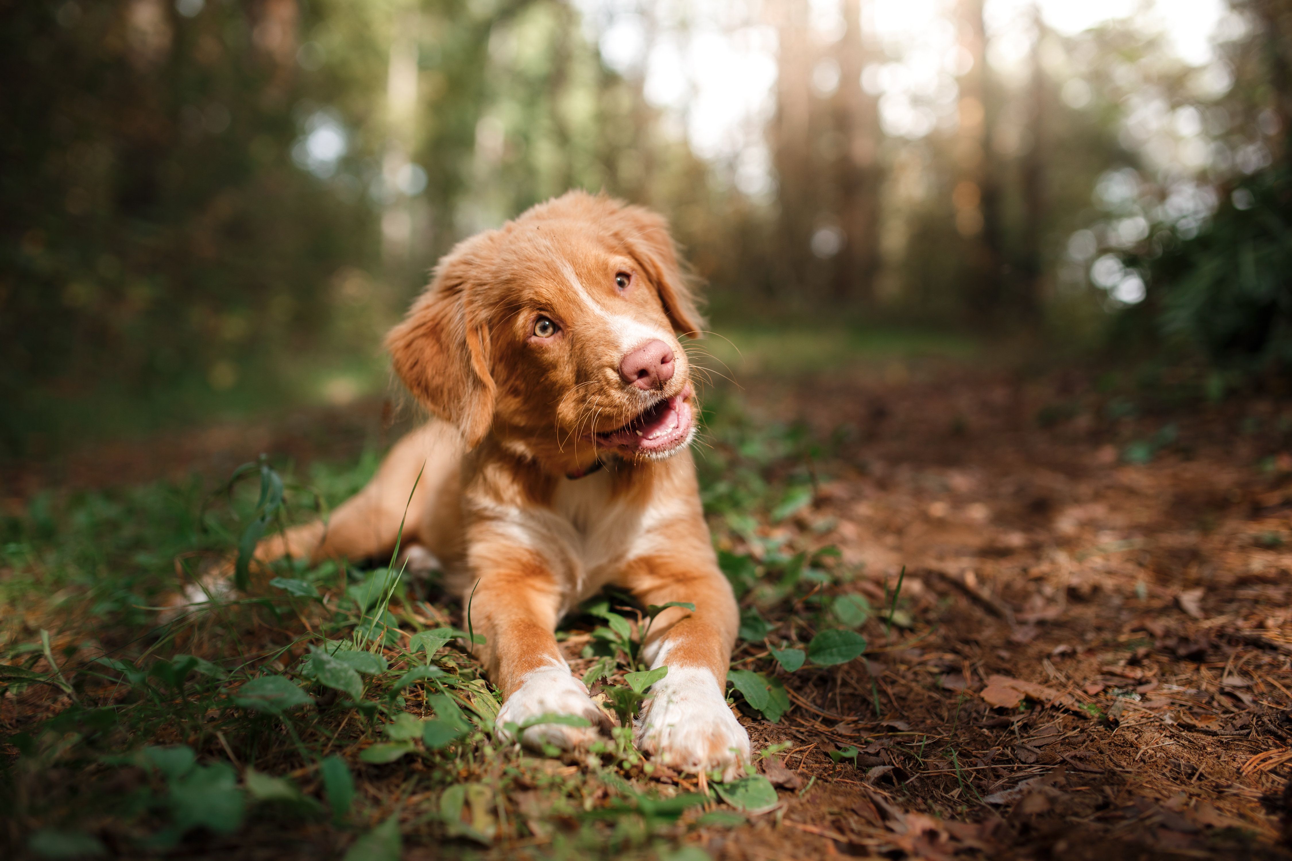 4500x3000 Millwood Pines Smiling Puppy Nova Scotia Duck Tolling Retriever By Anna Av Canvas Photograph
