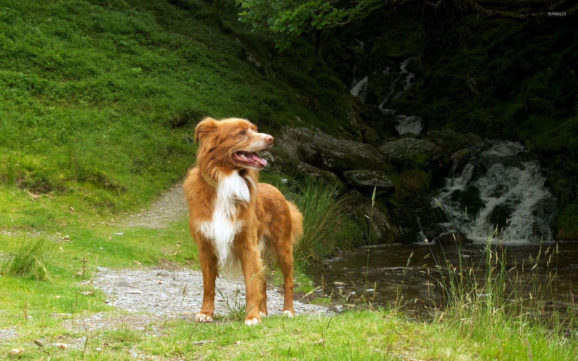 1920x1200 Nova Scotia Duck Tolling Retriever by the river wallpaper wallpaper