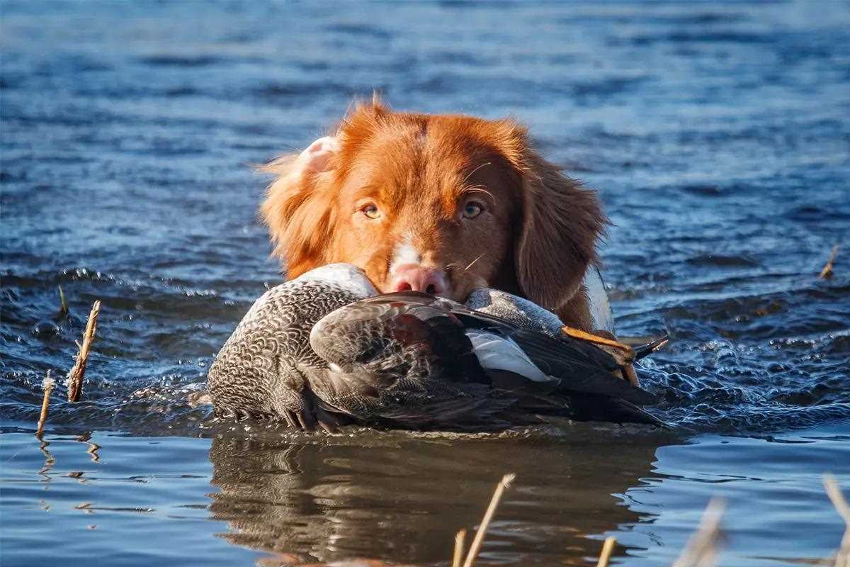 1200x800 Nova Scotia Duck Tolling Retriever