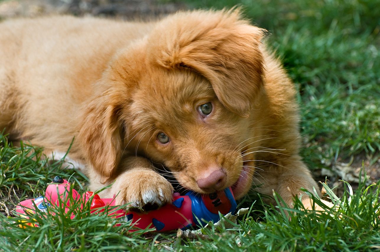 1286x854 Nova Scotia Duck Tolling Retriever With A Toy Photo And Wallpaper. Beautiful Nova Scotia Duck Tolling Retriever With A Toy Picture