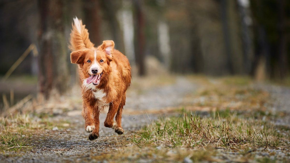 1200x675 Nova Scotia Duck Tolling Retriever