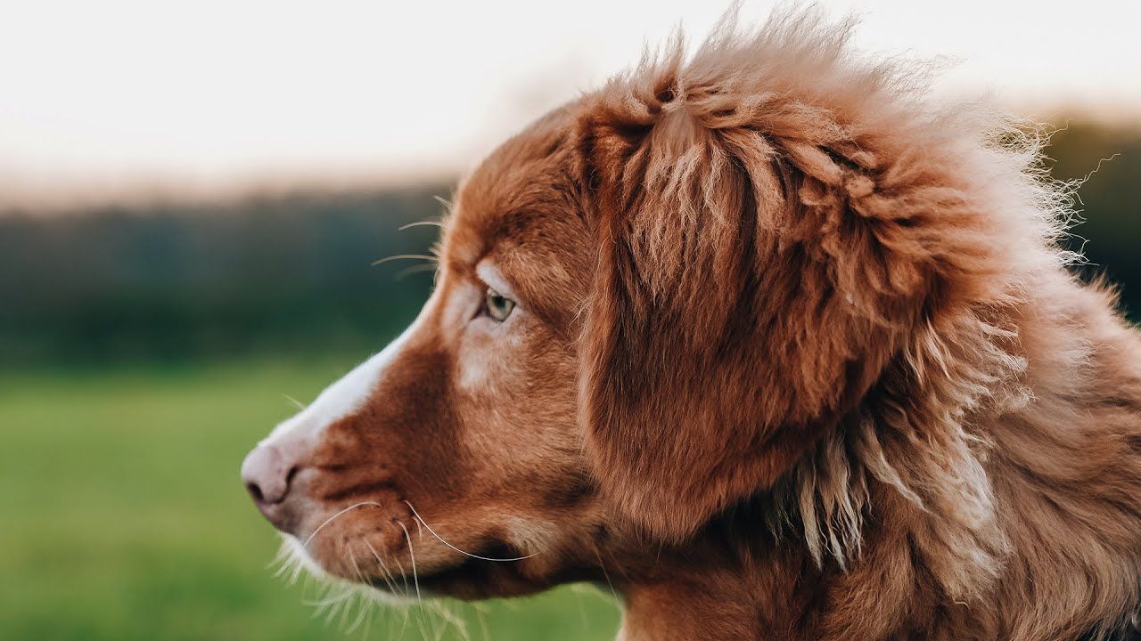 1280x720 Nova Scotia Duck Tolling Retriever. My Next Dog