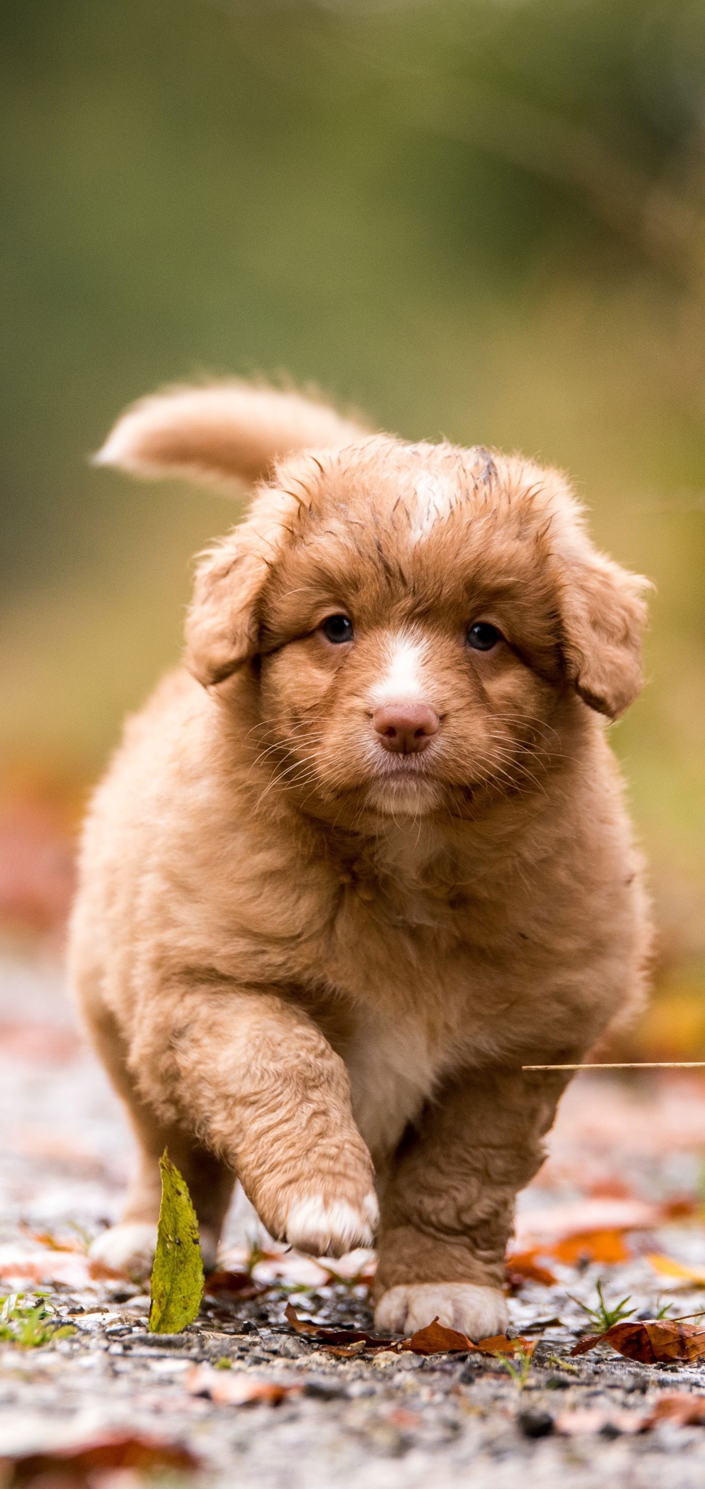 1440x3040 Desktop wallpaper: Animal, Nova Scotia Duck Tolling Retriever, Baby Animal, Puppy, Dog, Dogs 4K free download for PC. 1160361
