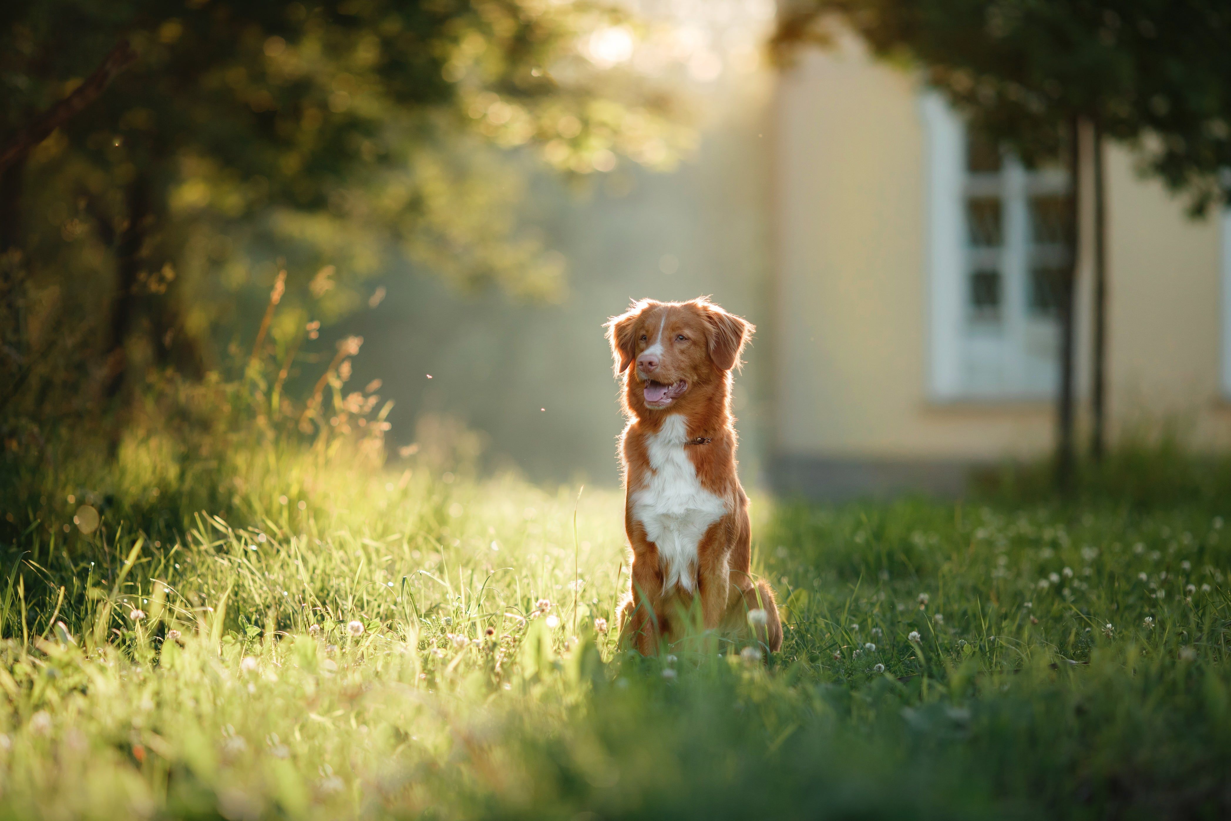 4192x2795 Nova Scotia Duck Tolling Retriever Dog Breed Information