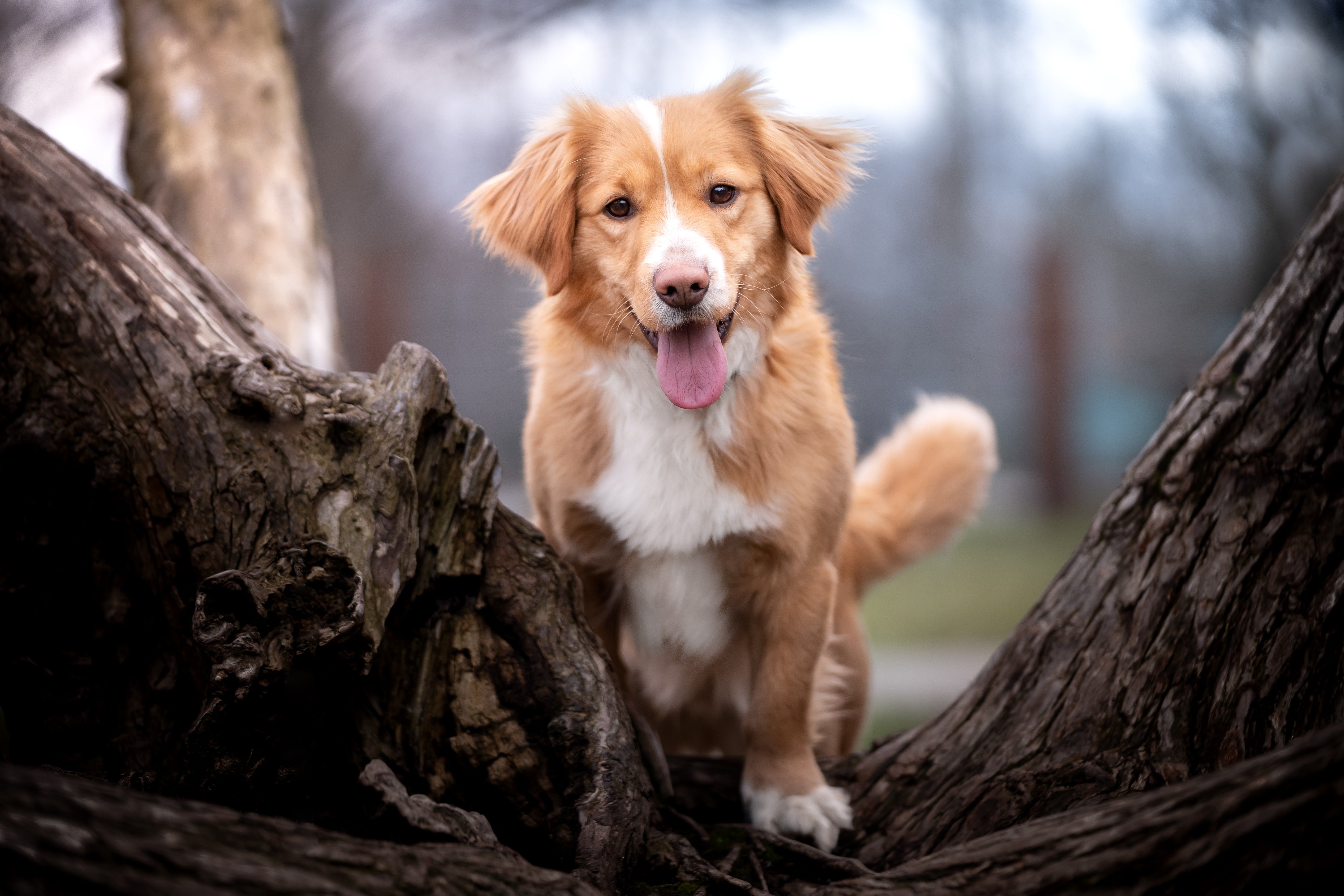 5690x3793 Nova Scotia Duck Tolling Retriever Dog Breed Information