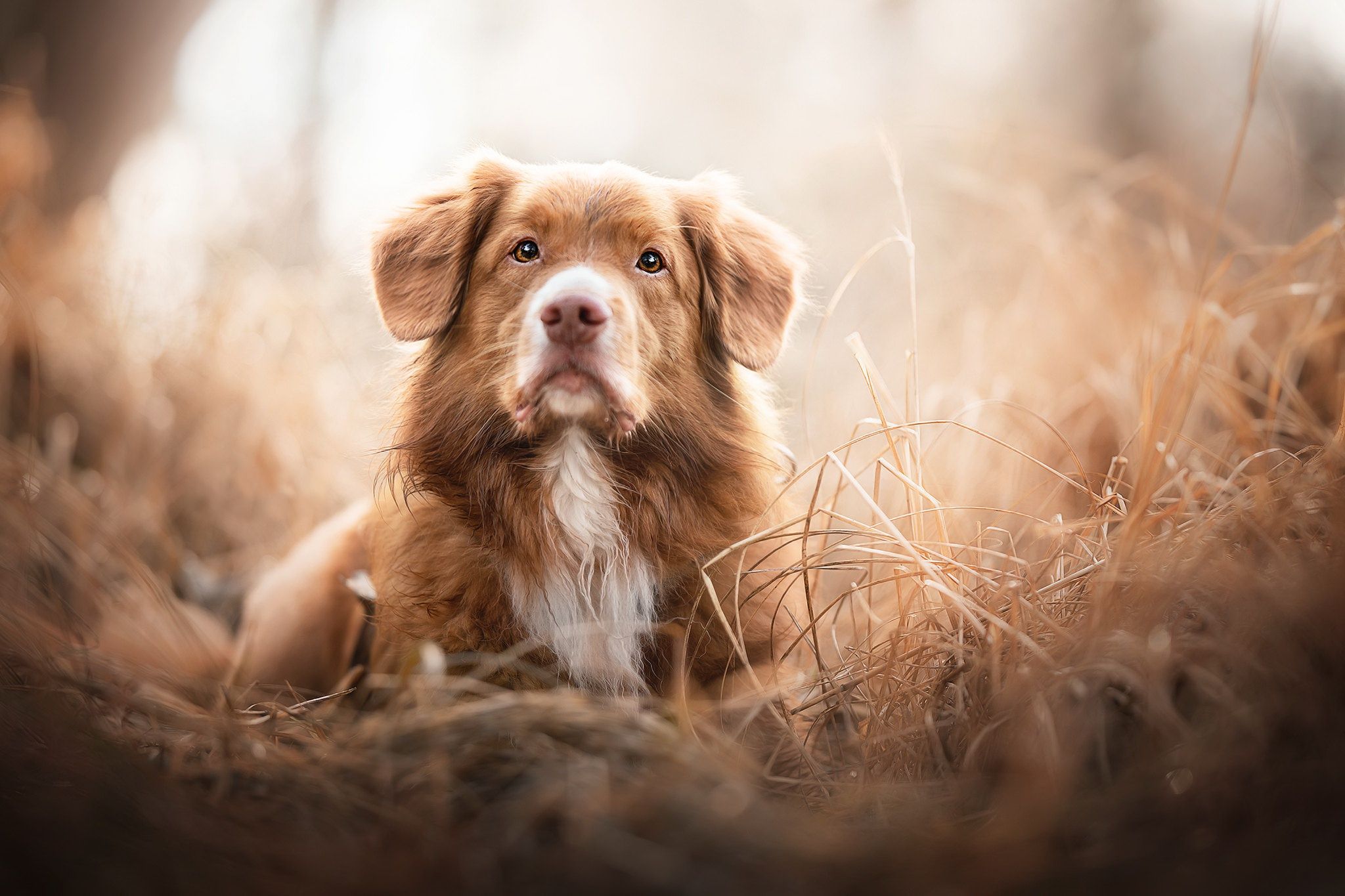2048x1365 Nova Scotia Duck Tolling Retriever Wallpaper