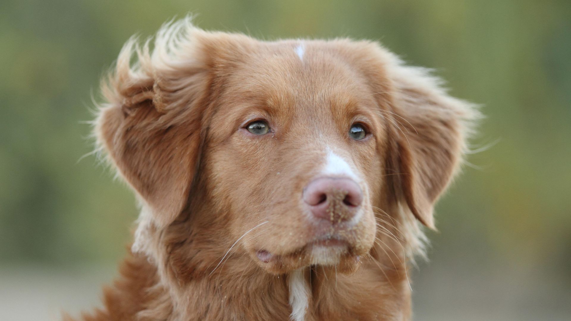 1920x1080 Nova Scotia Duck Tolling Retriever: Breed profile