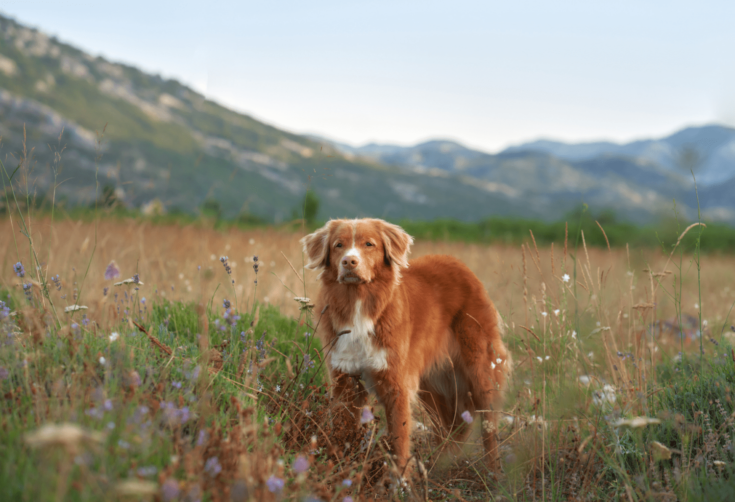 1500x1024 A genetic basis for Addison's disease in Nova Scotia duck tolling retrievers