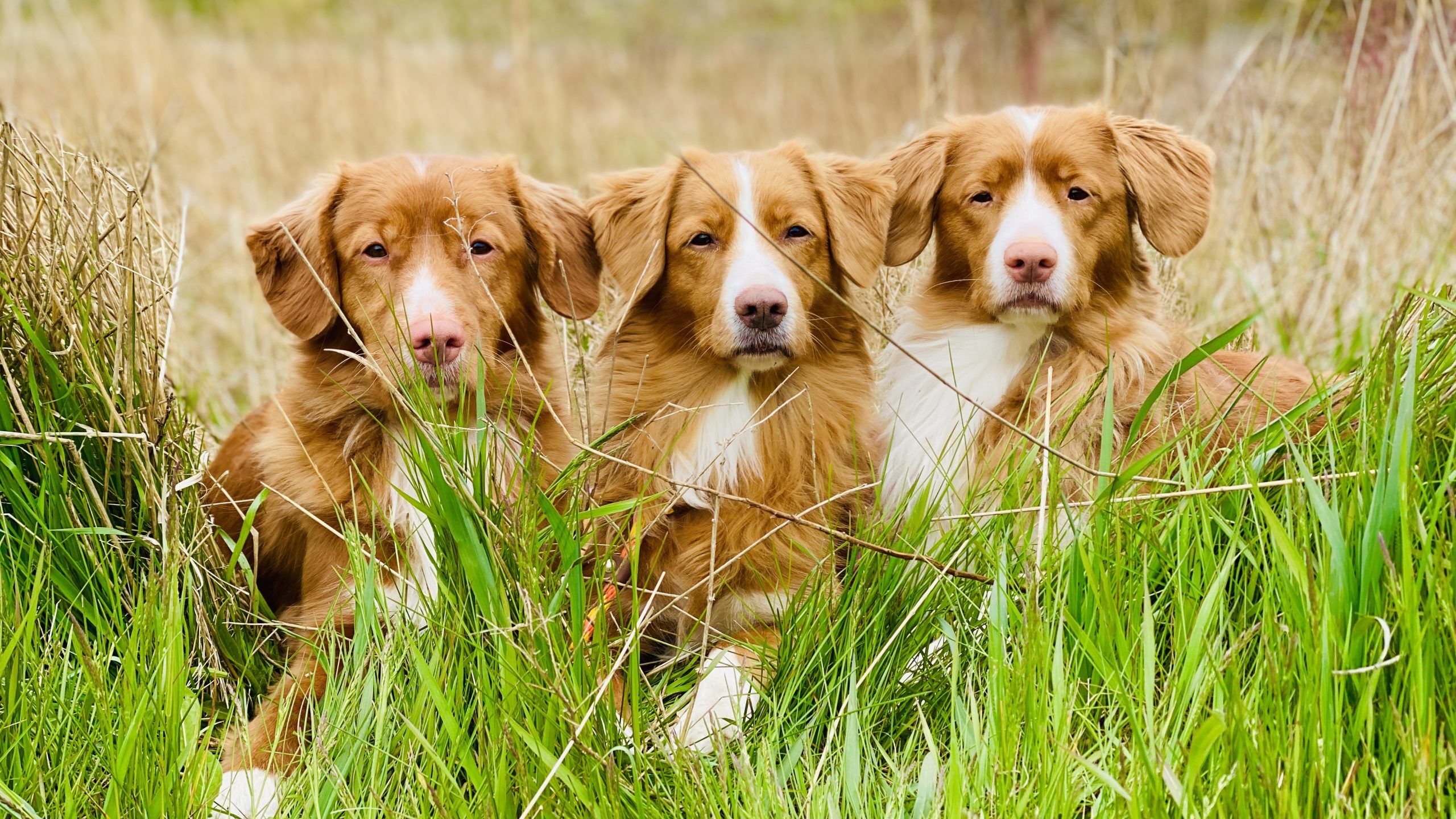 2560x1440 The Nova Scotia Duck Tolling Retriever Shadow Kennels