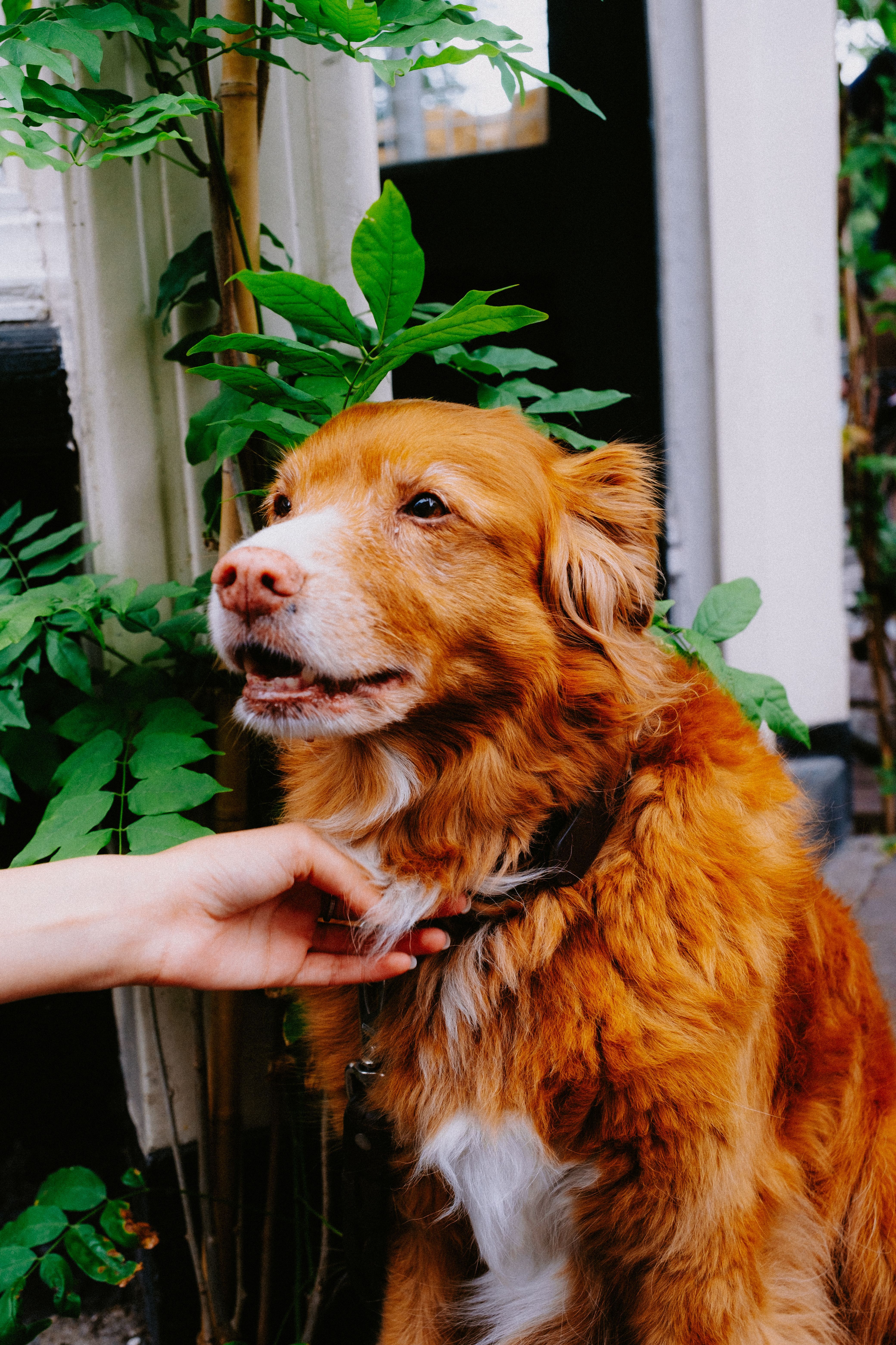 4160x6240 Duck Toller Photo, Download The BEST Free Duck Toller & HD Image