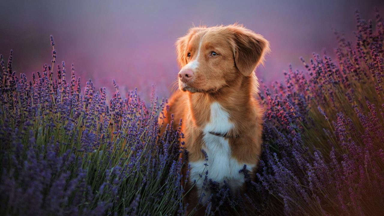 1280x720 New Tests Available Laminopathy (CLAM) And Cerebellar Degeneration Myositis Complex (CDMC) In The Nova Scotia Duck Tolling Retriever. Veterinary Genetics Laboratory
