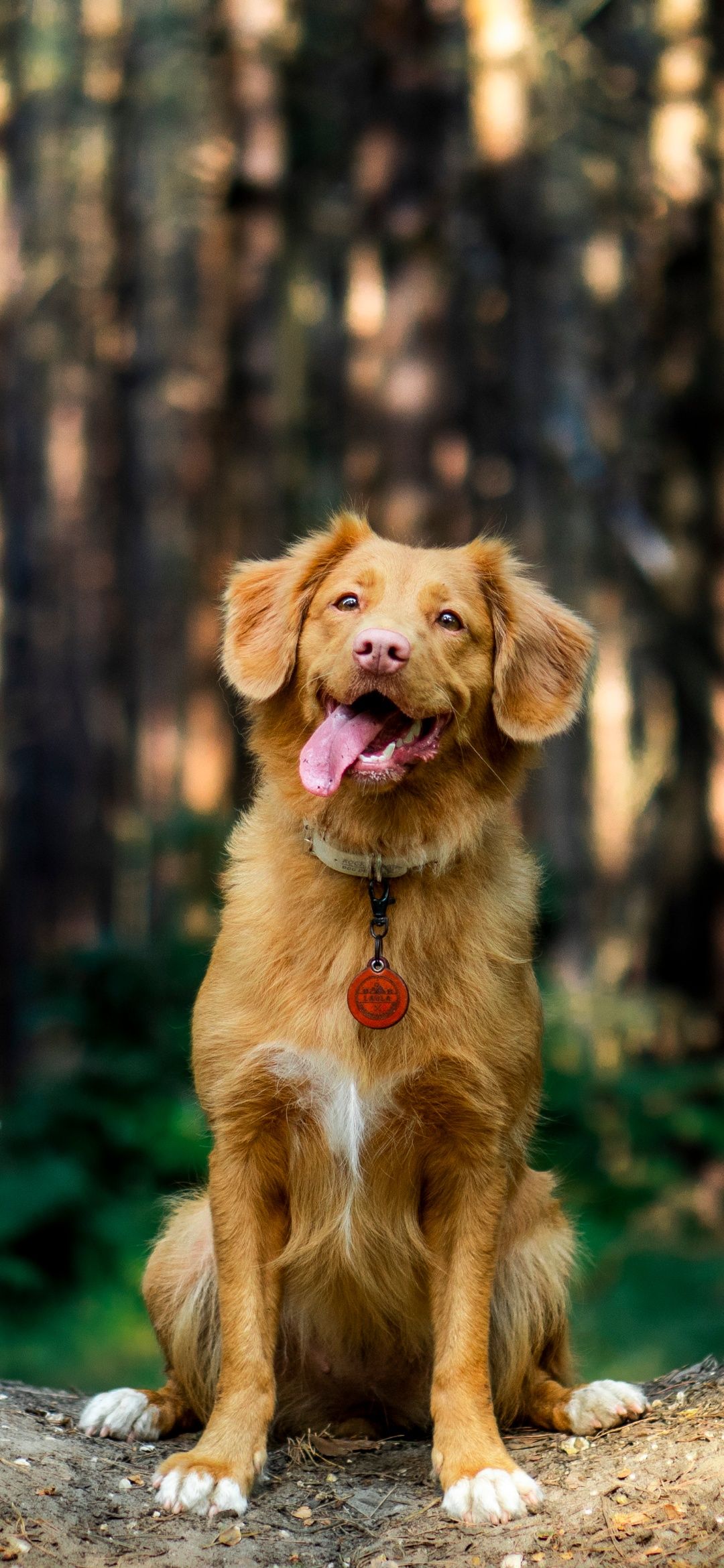 1080x2340 Wallpaper Dog, Nova Scotia Duck Tolling Retriever, Golden Retriever, Bulldog, Puppy, Background Free Image