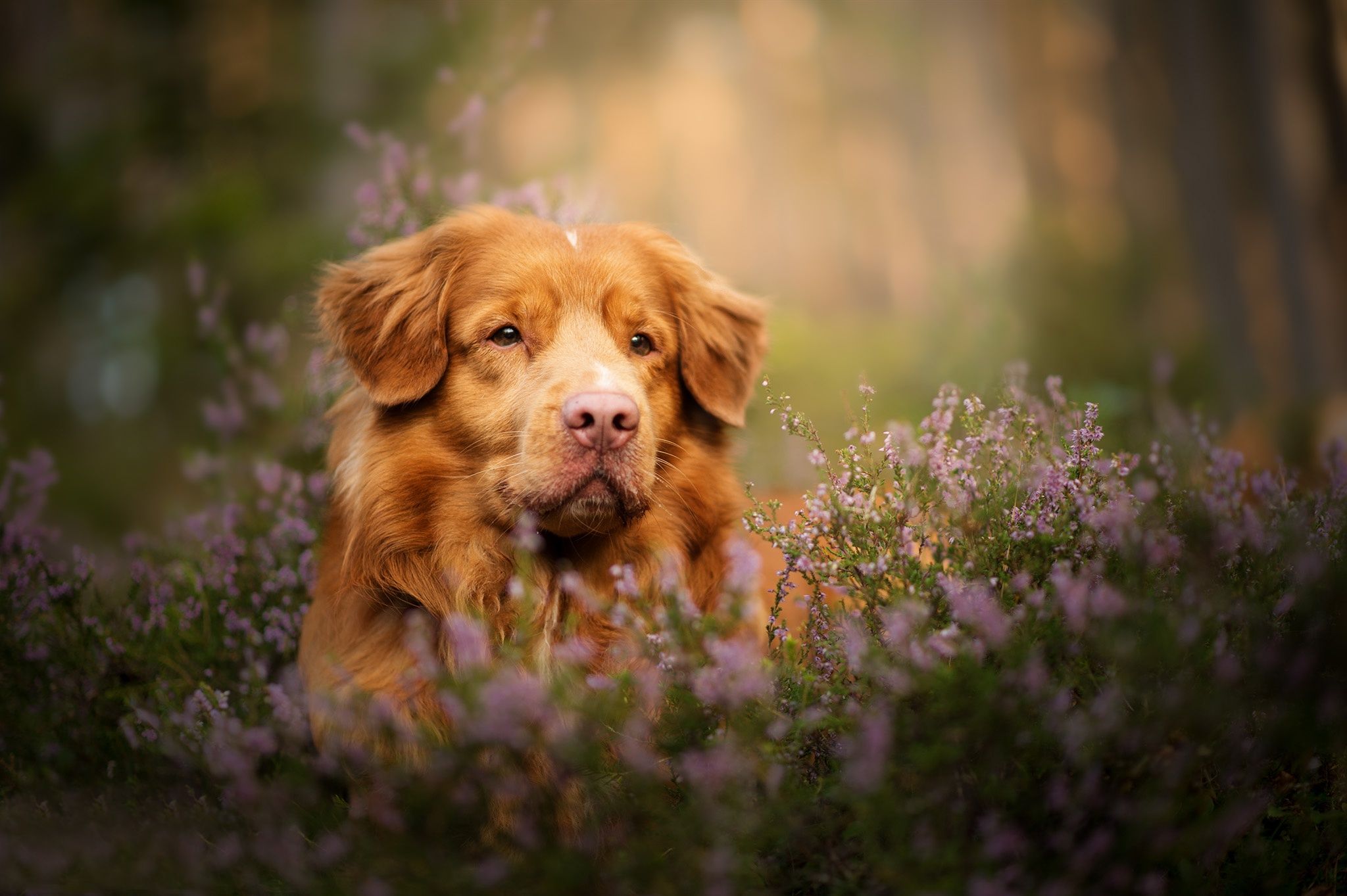 2048x1363 Free look, face, dog 2K wallpaper for desktop and phone