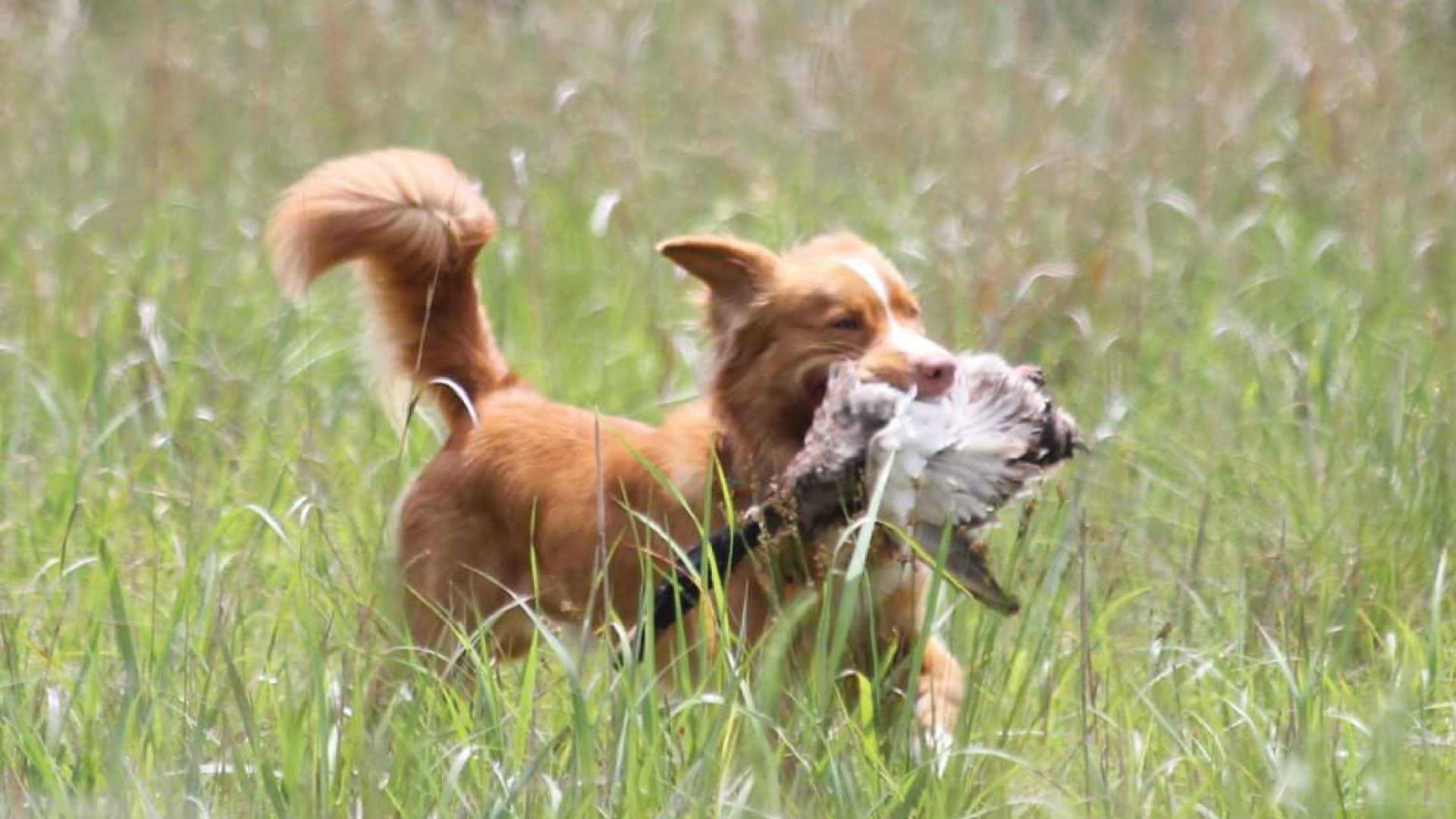 1920x1080 Nova Scotia Duck Tolling Retriever