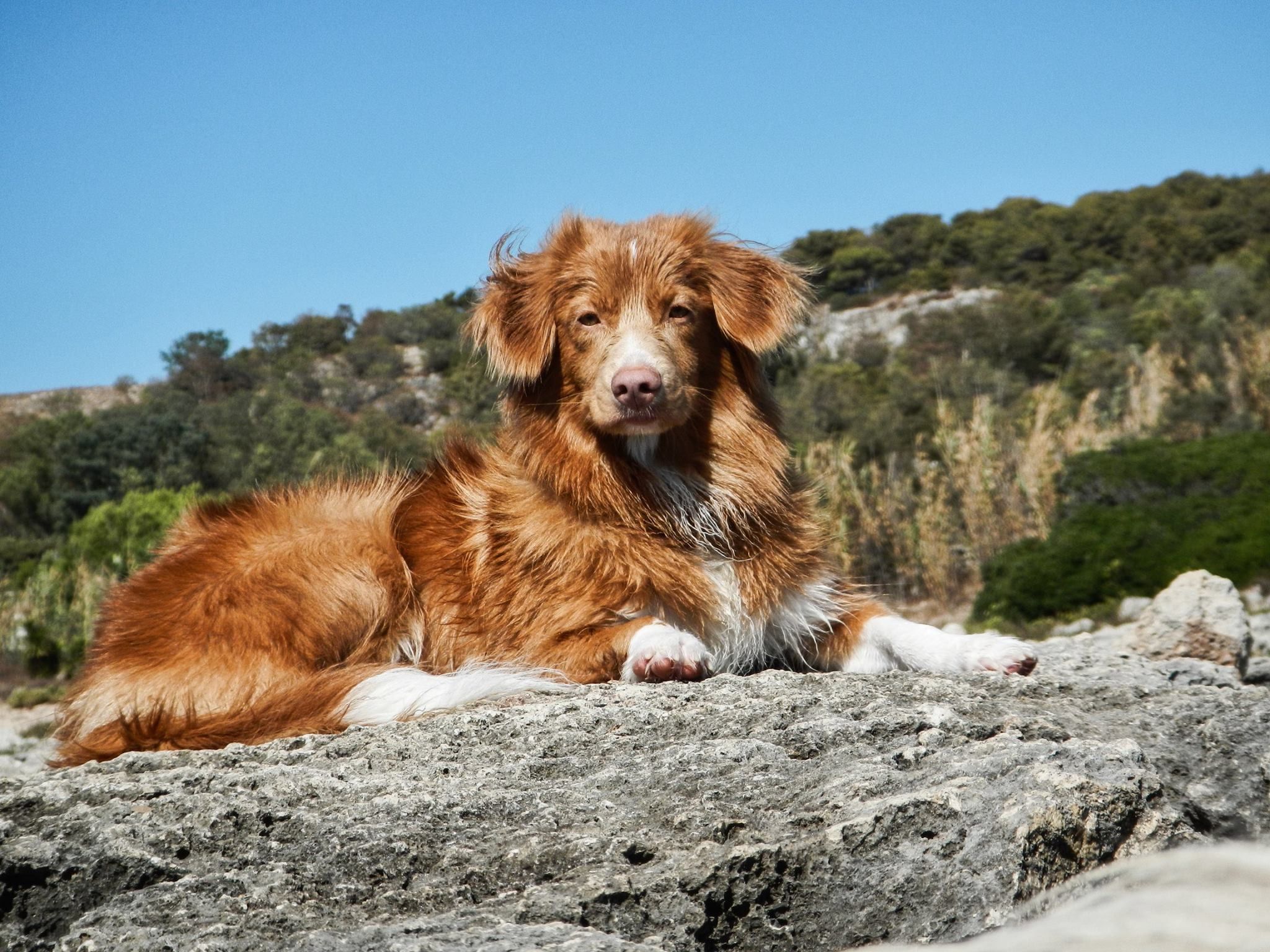 2048x1536 Nova Scotia Duck Tolling Retriever