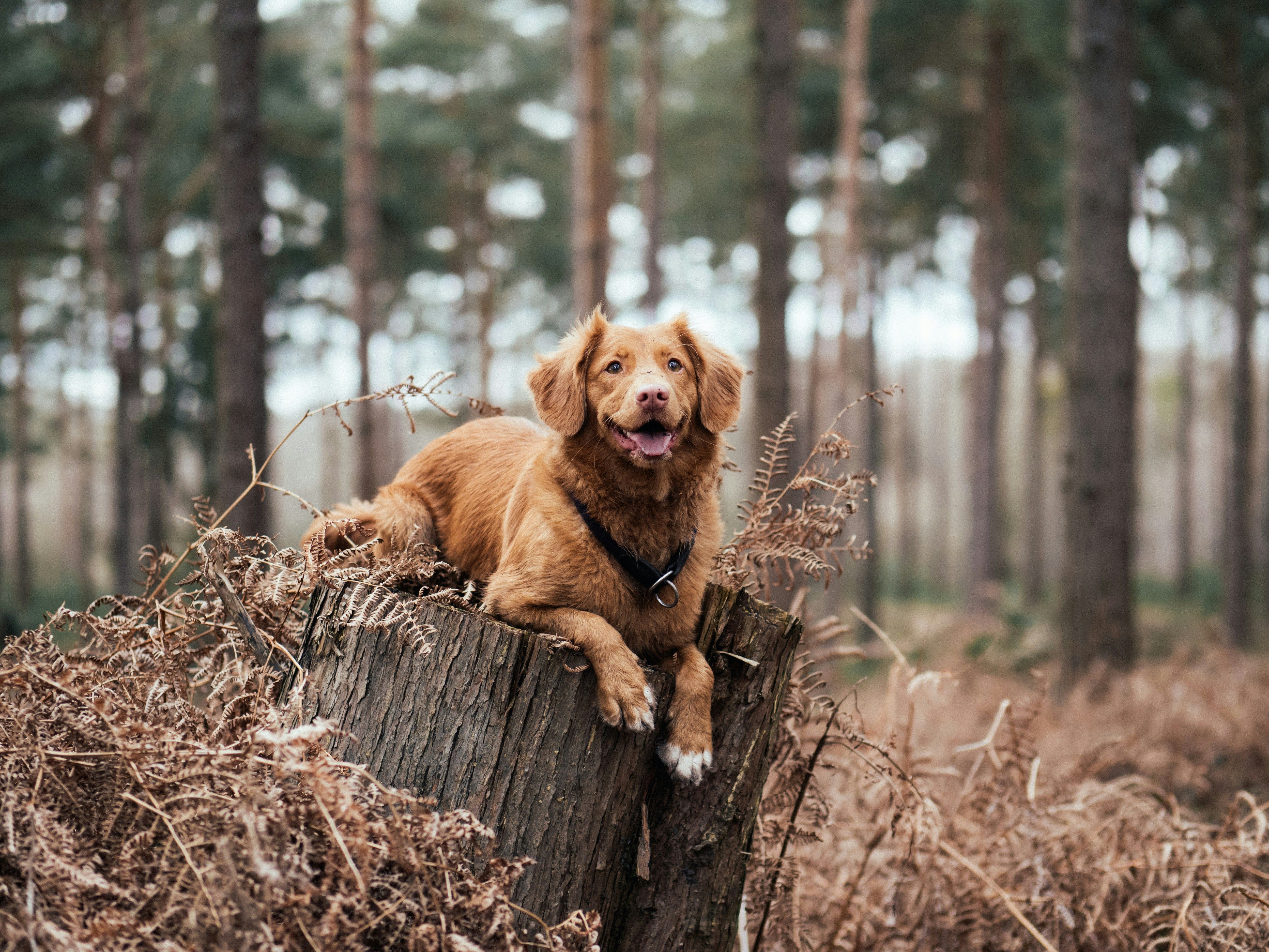 4993x3745 Golden retriever on top of pile of wood
