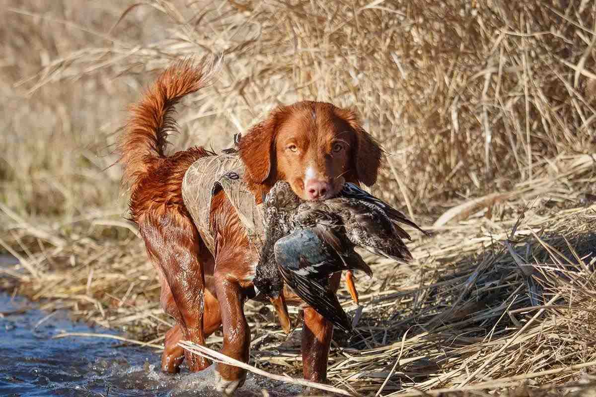 1200x800 Nova Scotia Duck Tolling Retriever
