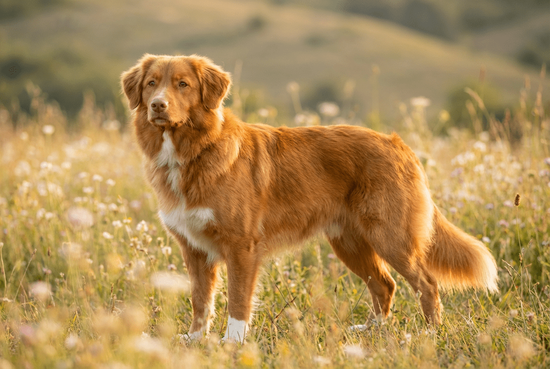 1100x738 Nova Scotia Duck Tolling Retriever Breed Guide