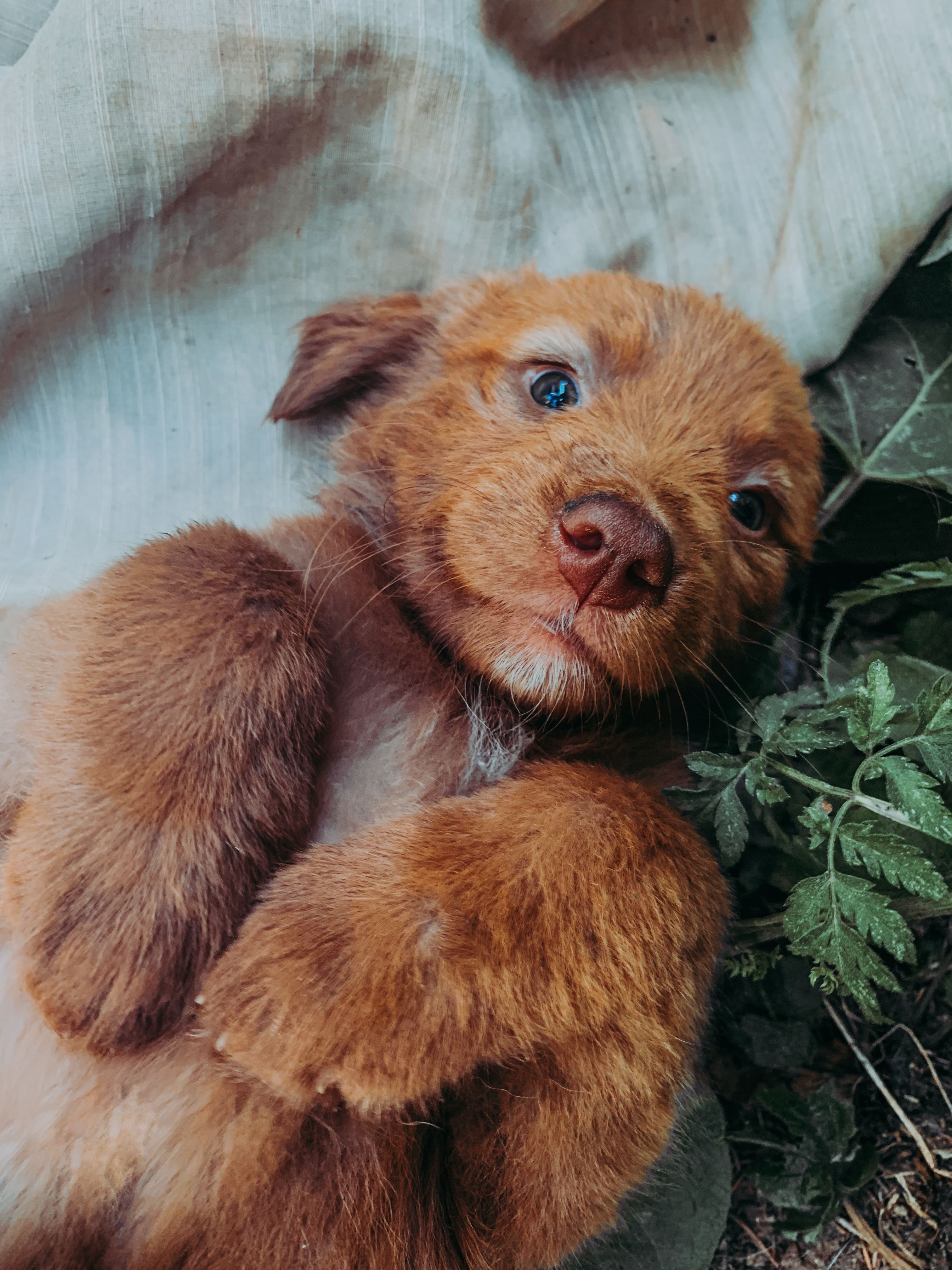 3024x4032 Nova Scotia Duck Tolling Retriever Puppy Dog Lying on Bed · Free