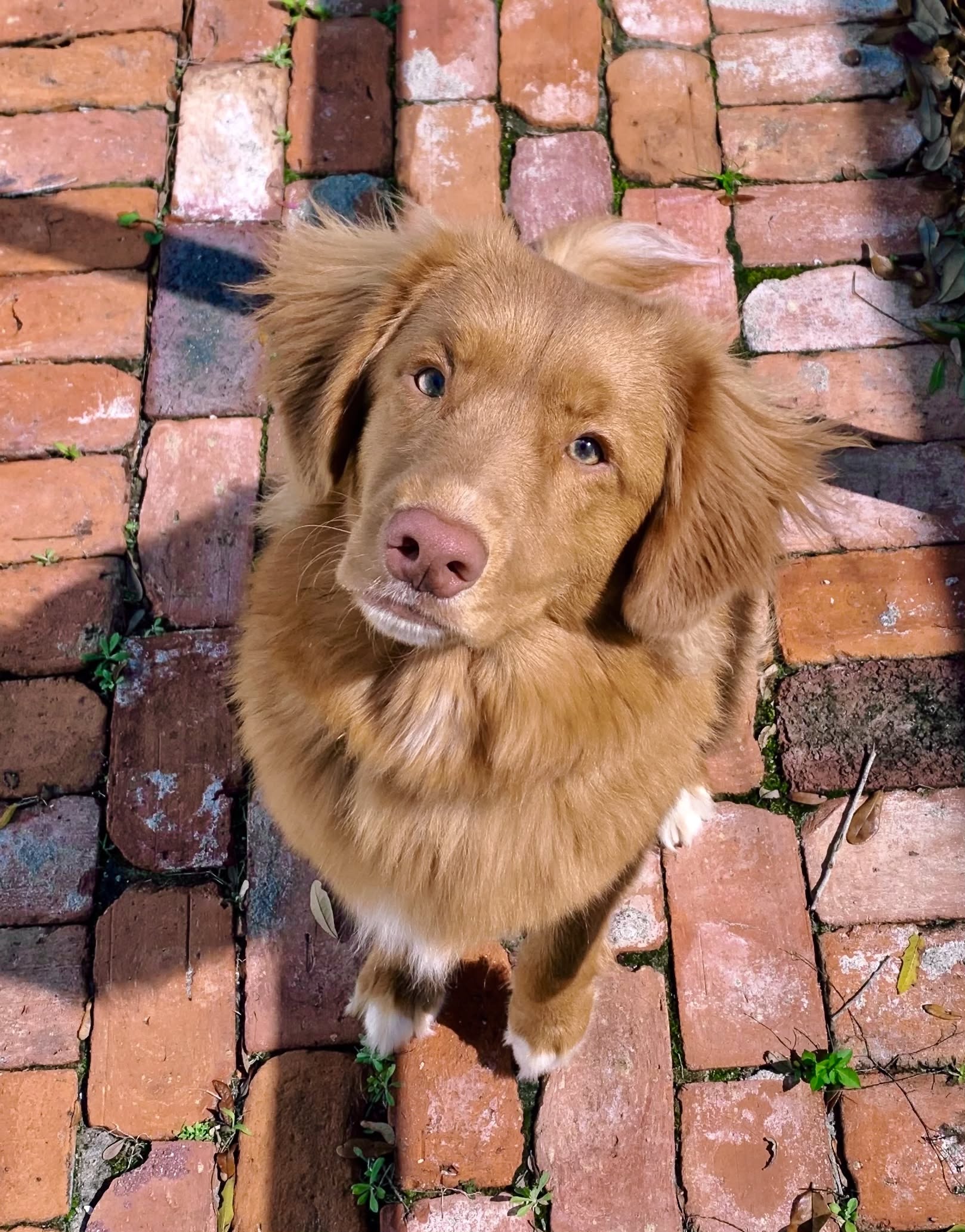 1618x2066 Nova Scotia Duck Tolling Retriever Wallpaper