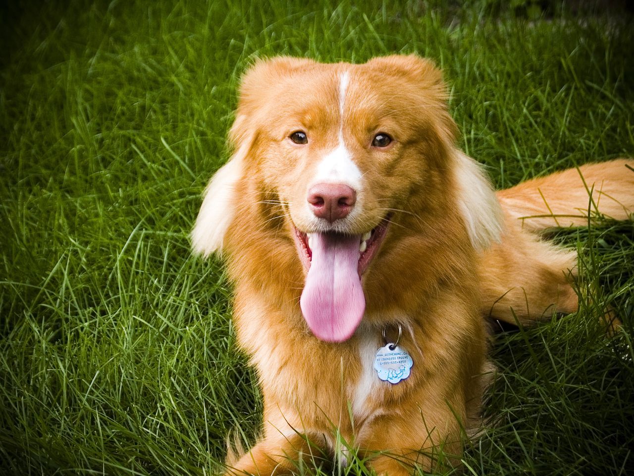 1280x960 Nice Nova Scotia Duck Tolling Retriever Dog Photo And Wallpaper. Beautiful Nice Nova Scotia Duck Tolling Retriever Dog Picture