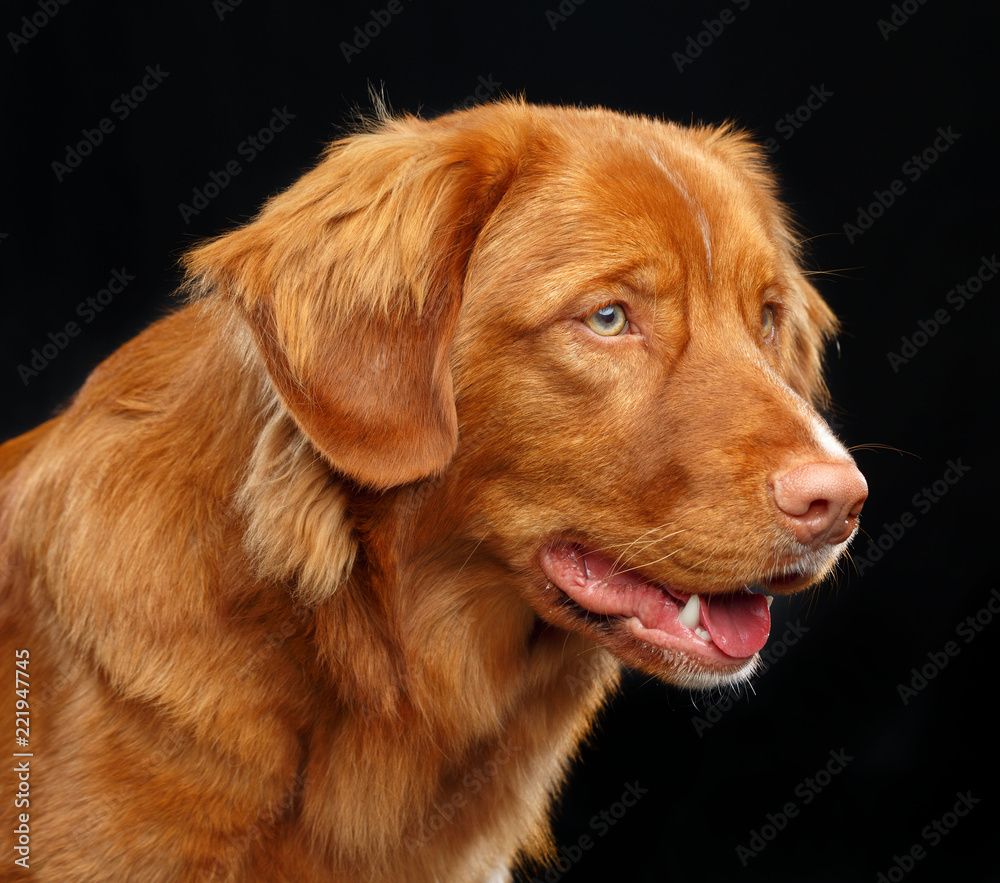 1000x883 Nova scotia duck tolling retriever, New Scotland Retriever, toller dog on Isolated Black Background in studio