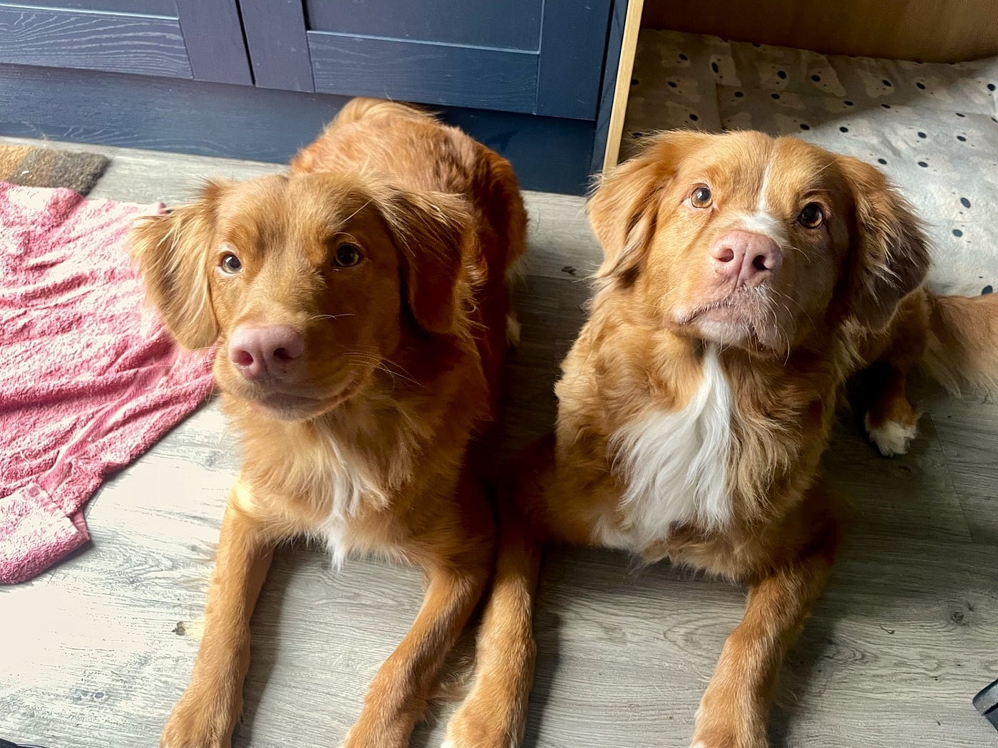 1400x1050 Step into the fascinating world of Nova Scotia Duck Tolling Retrievers, the smallest and most unique retriever breed you've yet to discover!.