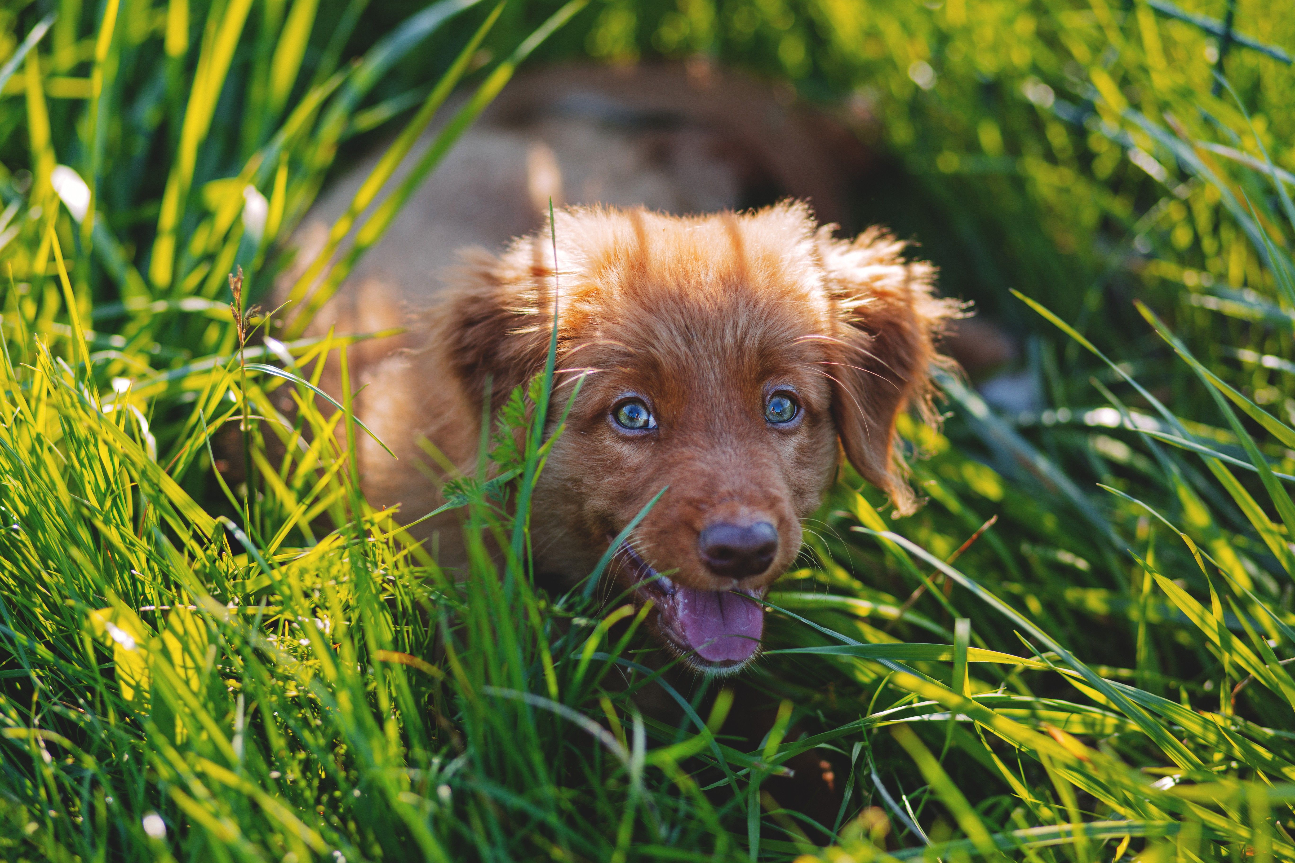 5472x3648 Toller