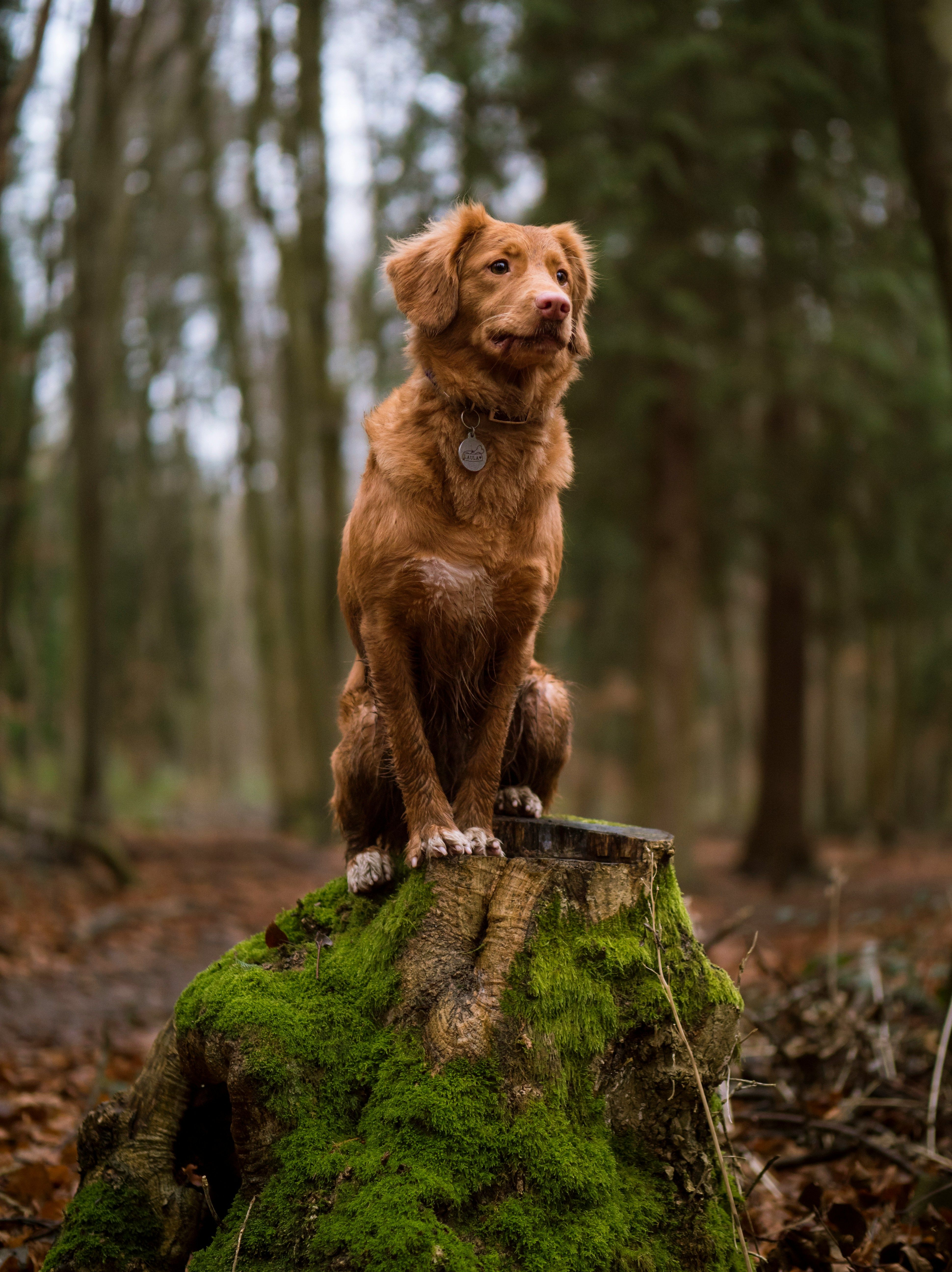 3880x5184 Golden retriever on top of pile of wood