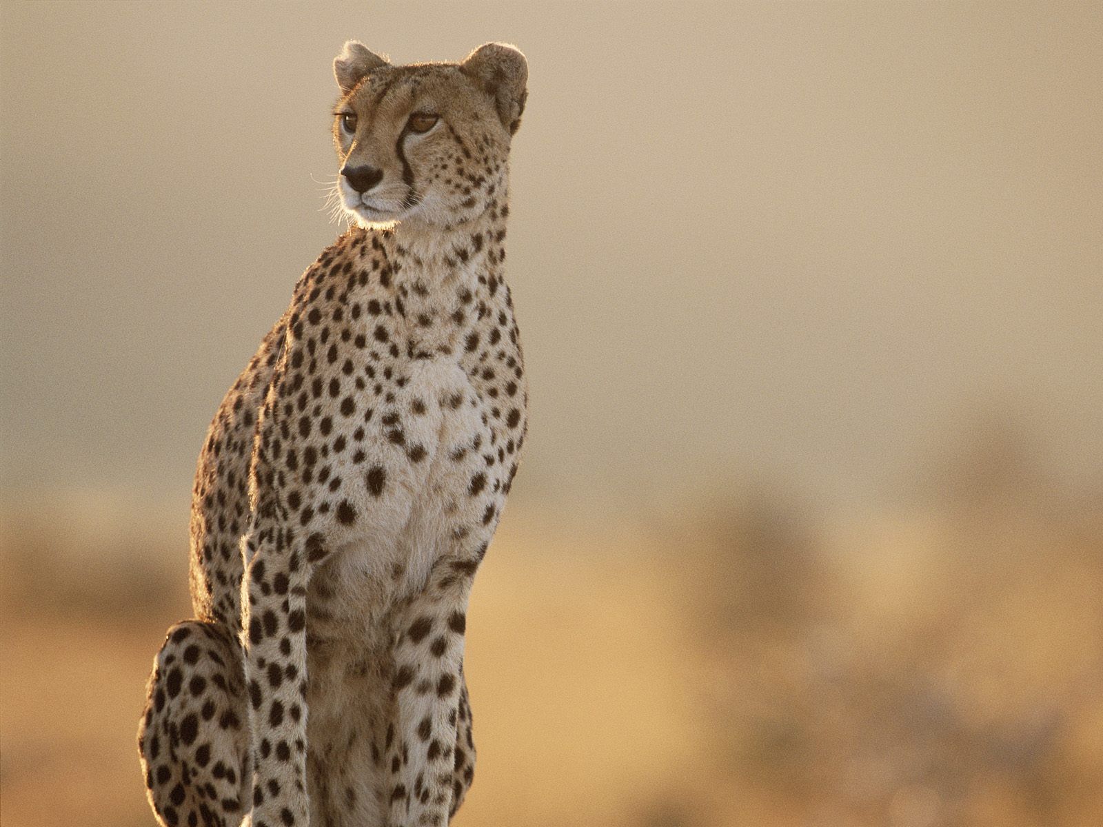 1600x1200 Stunning Cheetah HD Wallpaper: Nature's Swiftest Predatorx1440