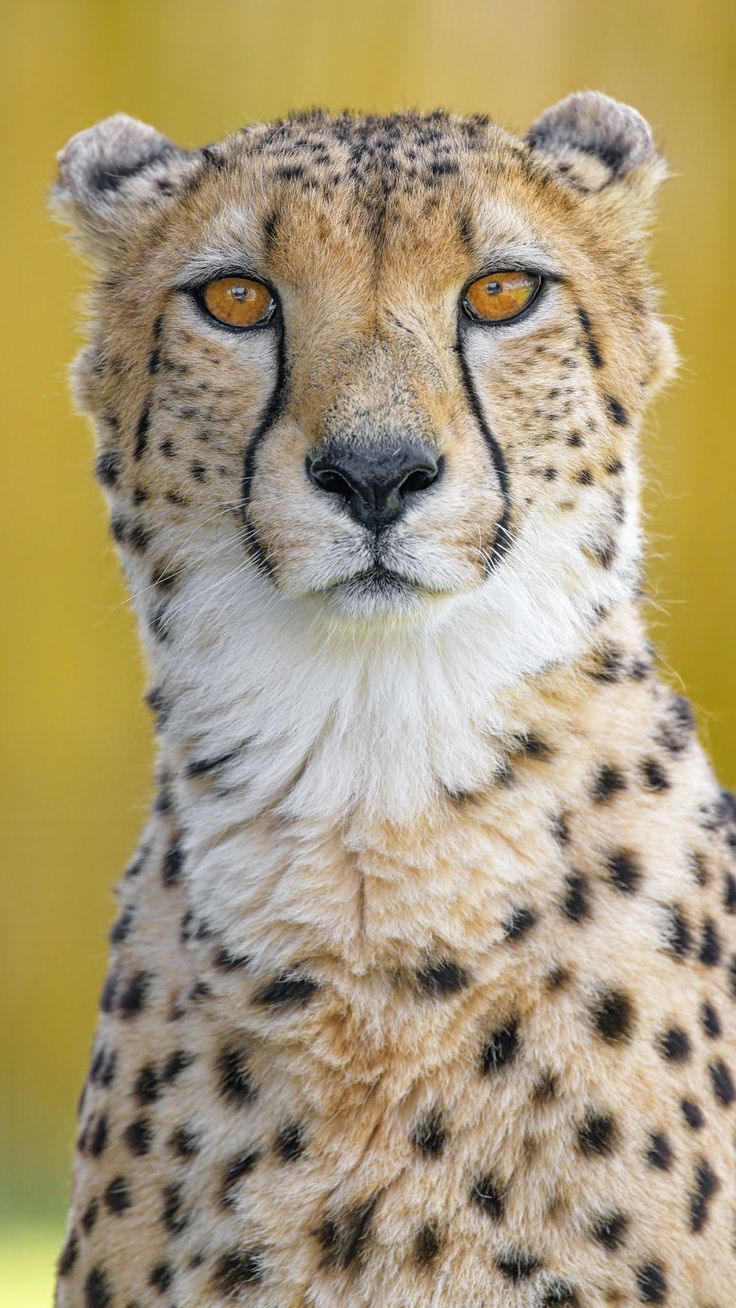 736x1308 Download Phone wallpaper cheetah, predator, animal phone background