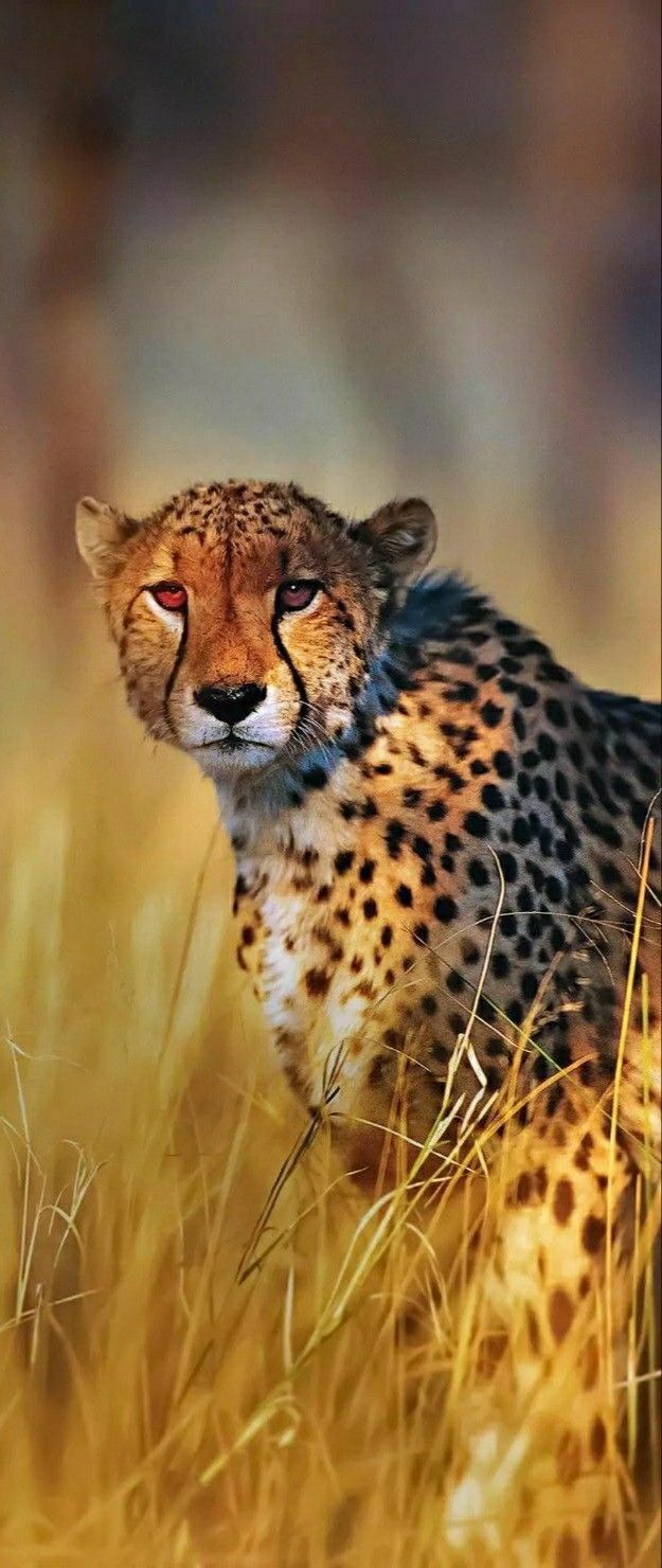 625x1480 Red Fox in the Wild. Cheetah in the grass, Cheetah on grassy background, Cheetah in tall grass