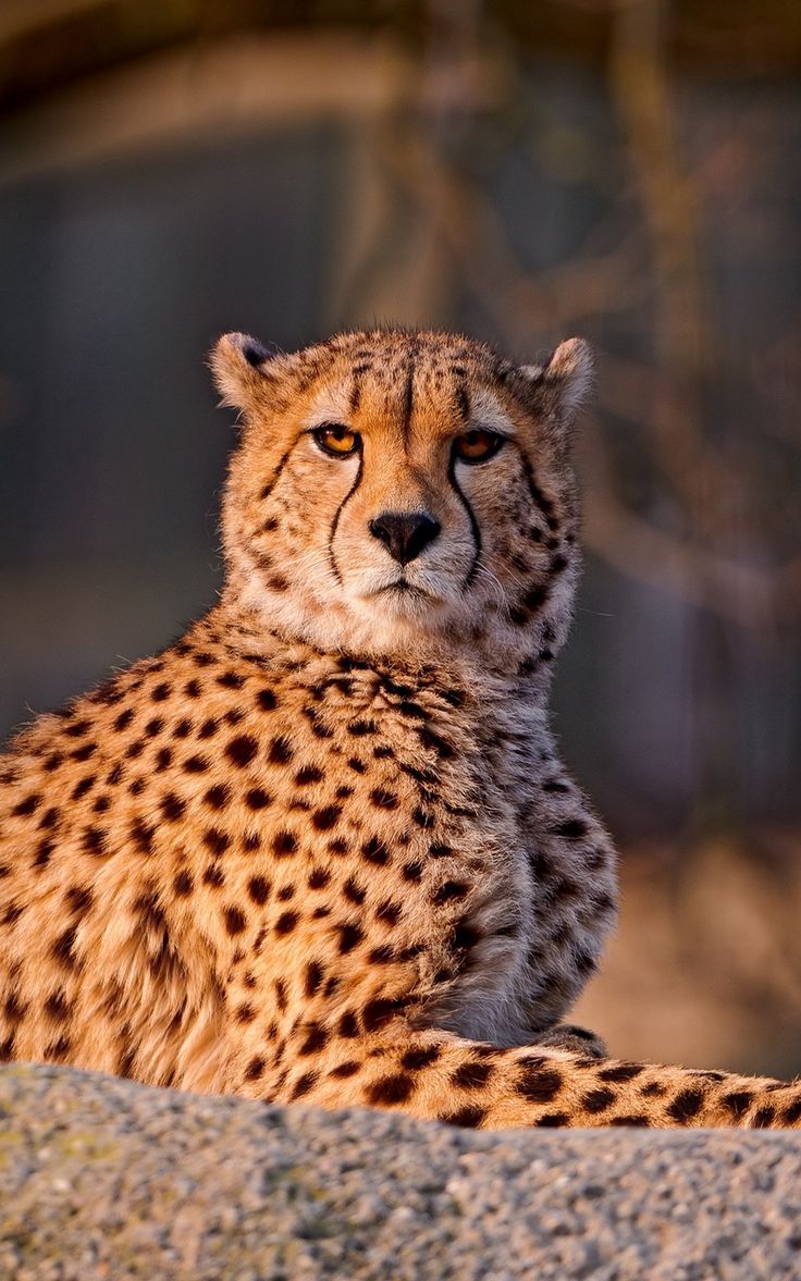 736x1177 Wallpaper big cat spotted predator down cheetah
