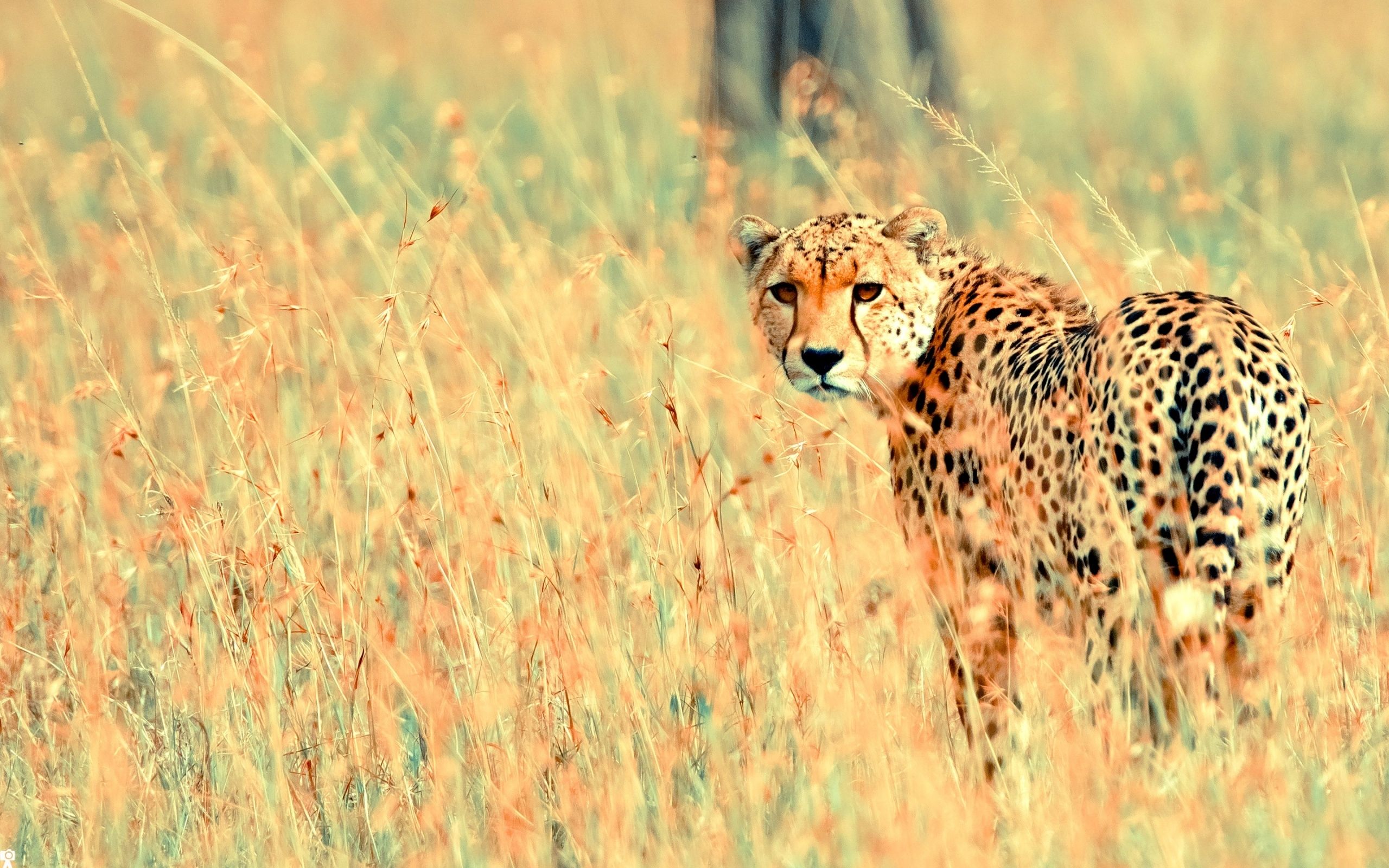 2560x1600 Latest MacBook Air Pets Animals Wallpaper Free HD