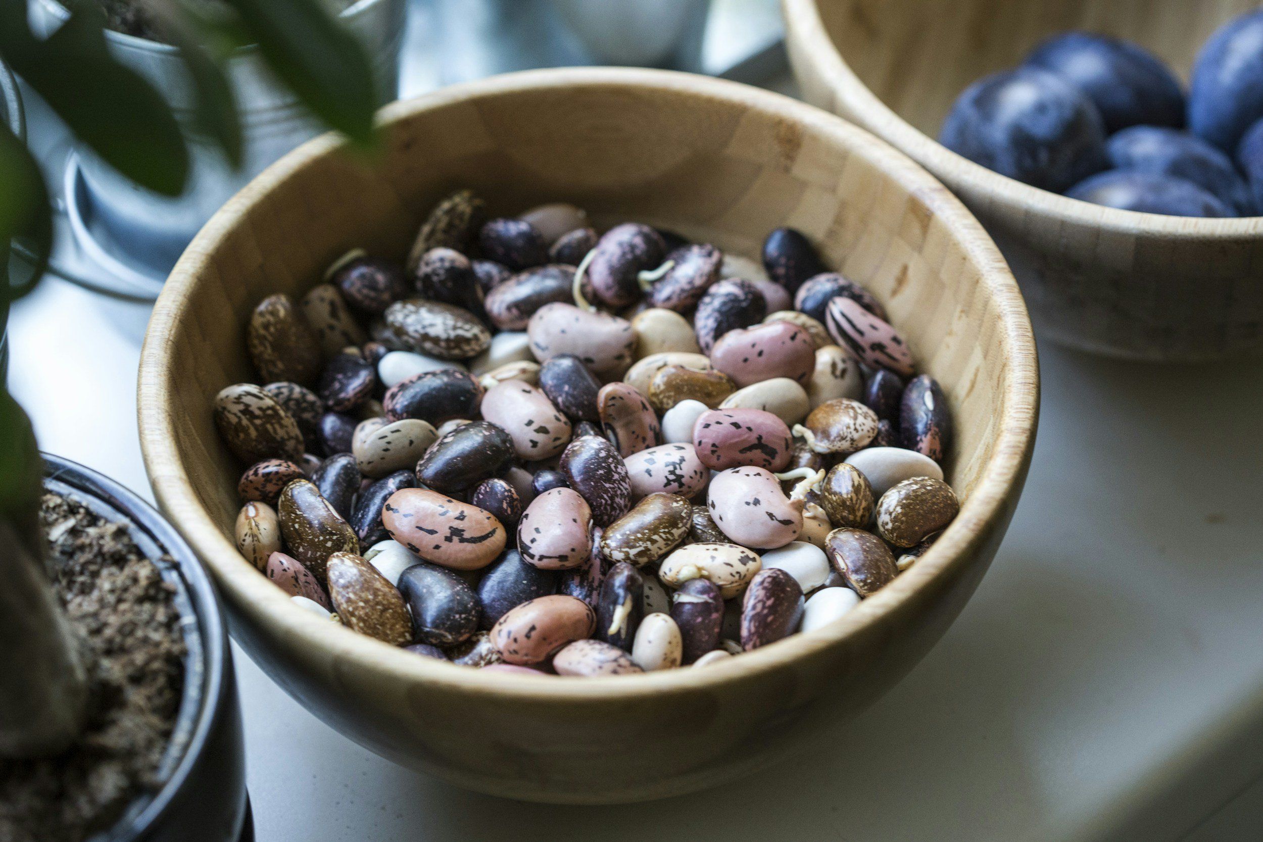 2500x1667 From Garden to Table: The Art of Drying and Curing Beans