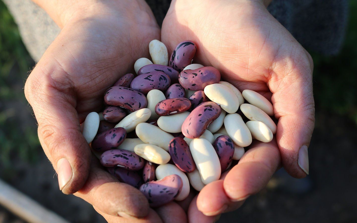 1440x900 How to Dry and Store Scarlett Runner Beans