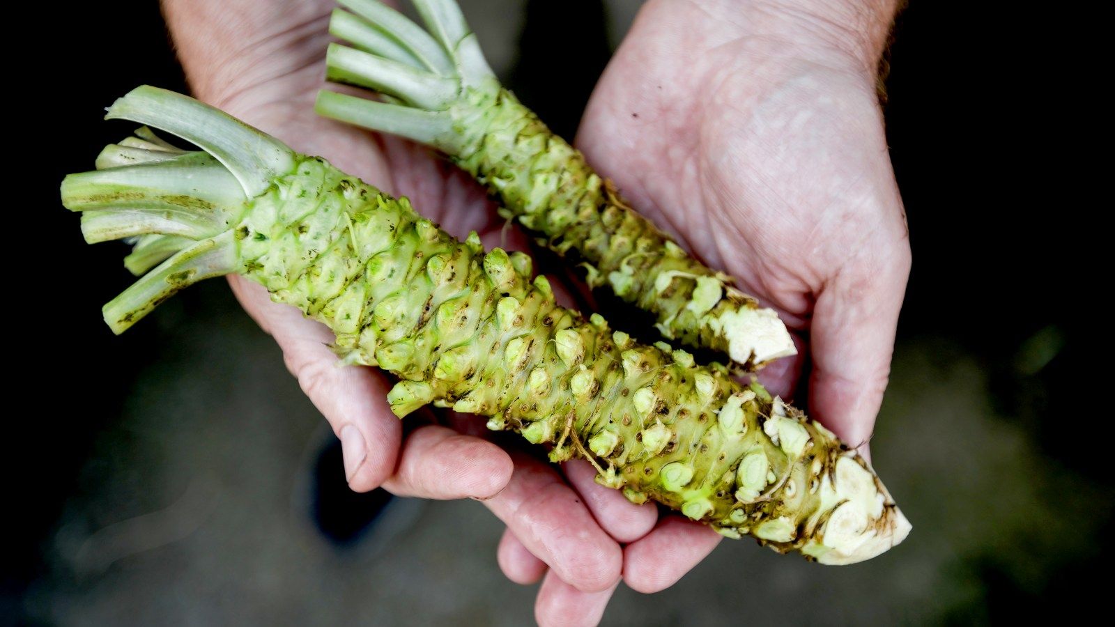 1600x900 Sustainable sushi: Farm grows rare wasabi plants