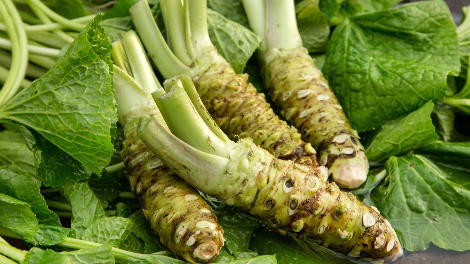 1600x900 How To Plant, Grow, and Care for Wasabi