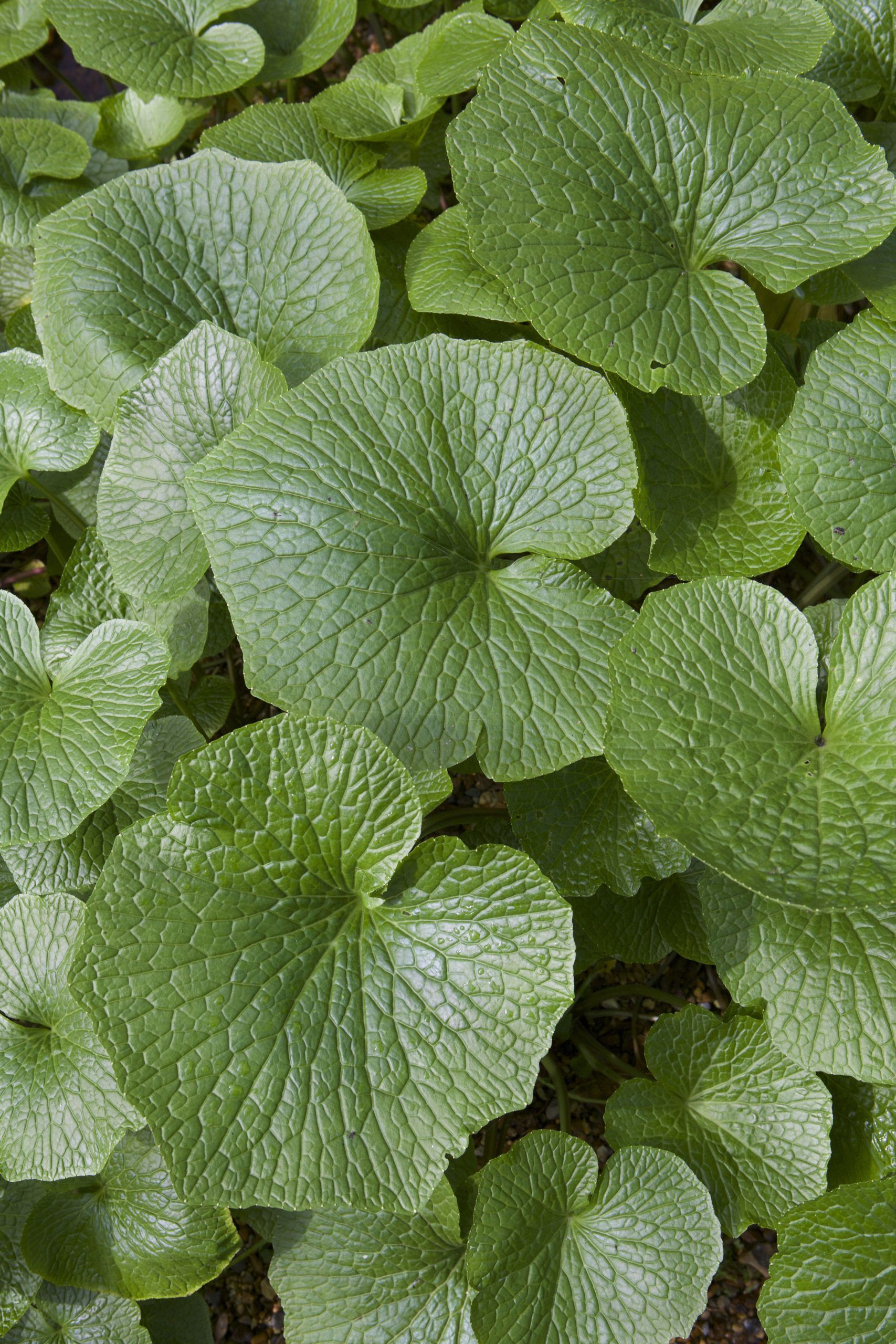 1707x2560 How to grow your own wasabi