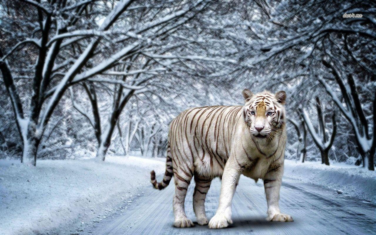 1280x800 White Tiger Art Wallpaper .