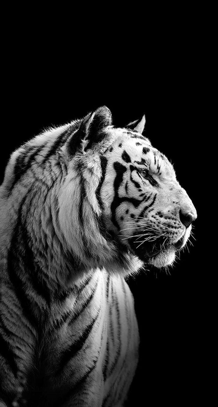 714x1334 Full HD Black And White Tiger Wallpaper