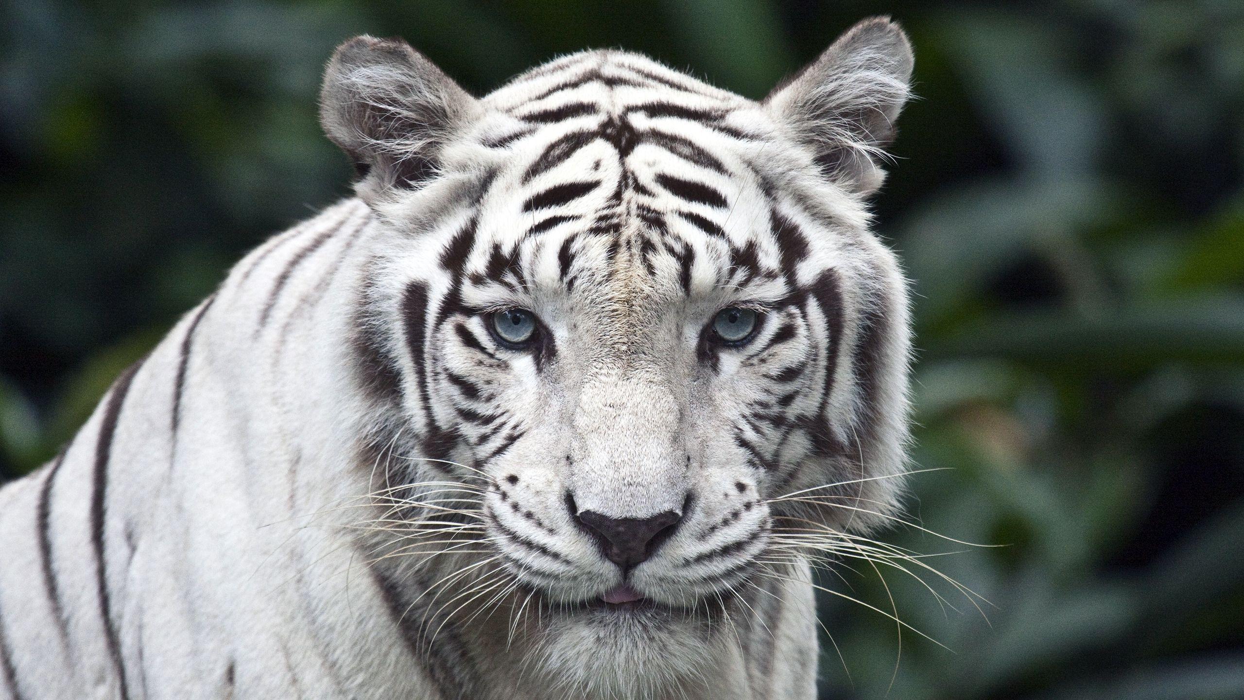 2560x1440 animals white tiger 2560x1440 wallpaper High Quality Wallpaper, High Definition Wallpaper