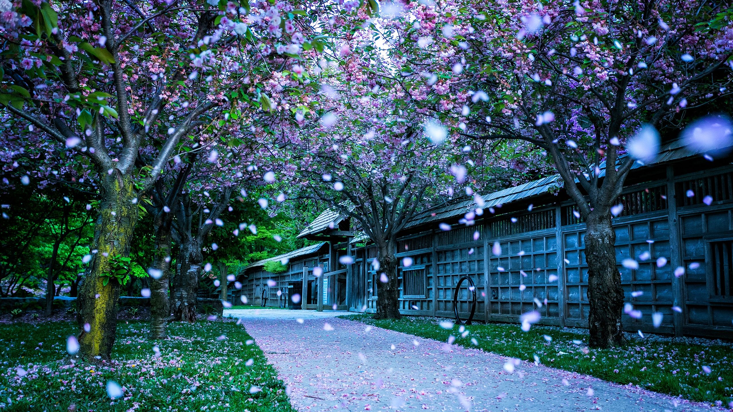 2560x1440 Spring Bliss: A Stunning HD Wallpaper of Canada's Serene Parkx1440