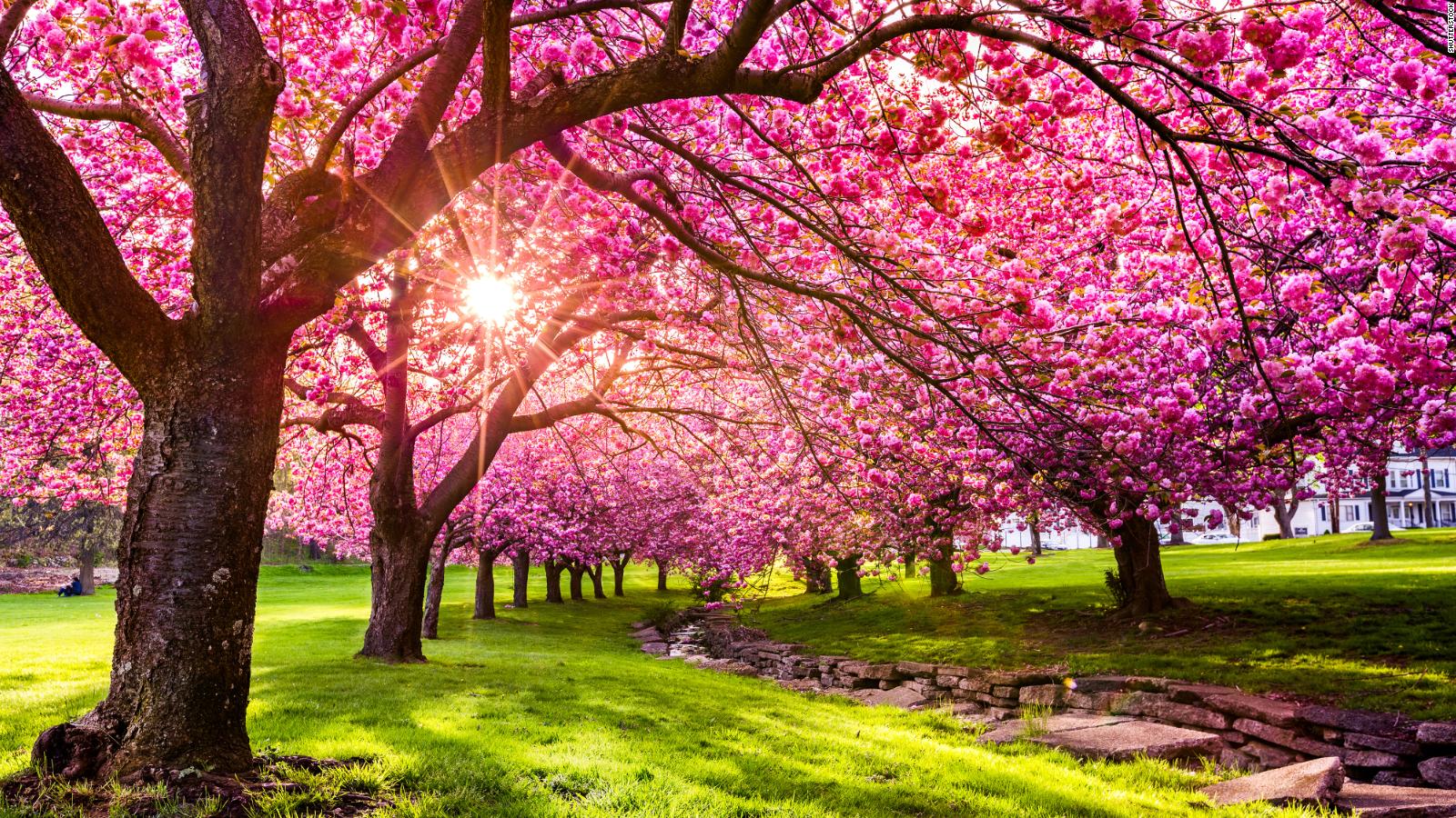 1600x900 Spring Coats Canada Spring Desktop Wallpaper Wallpaper