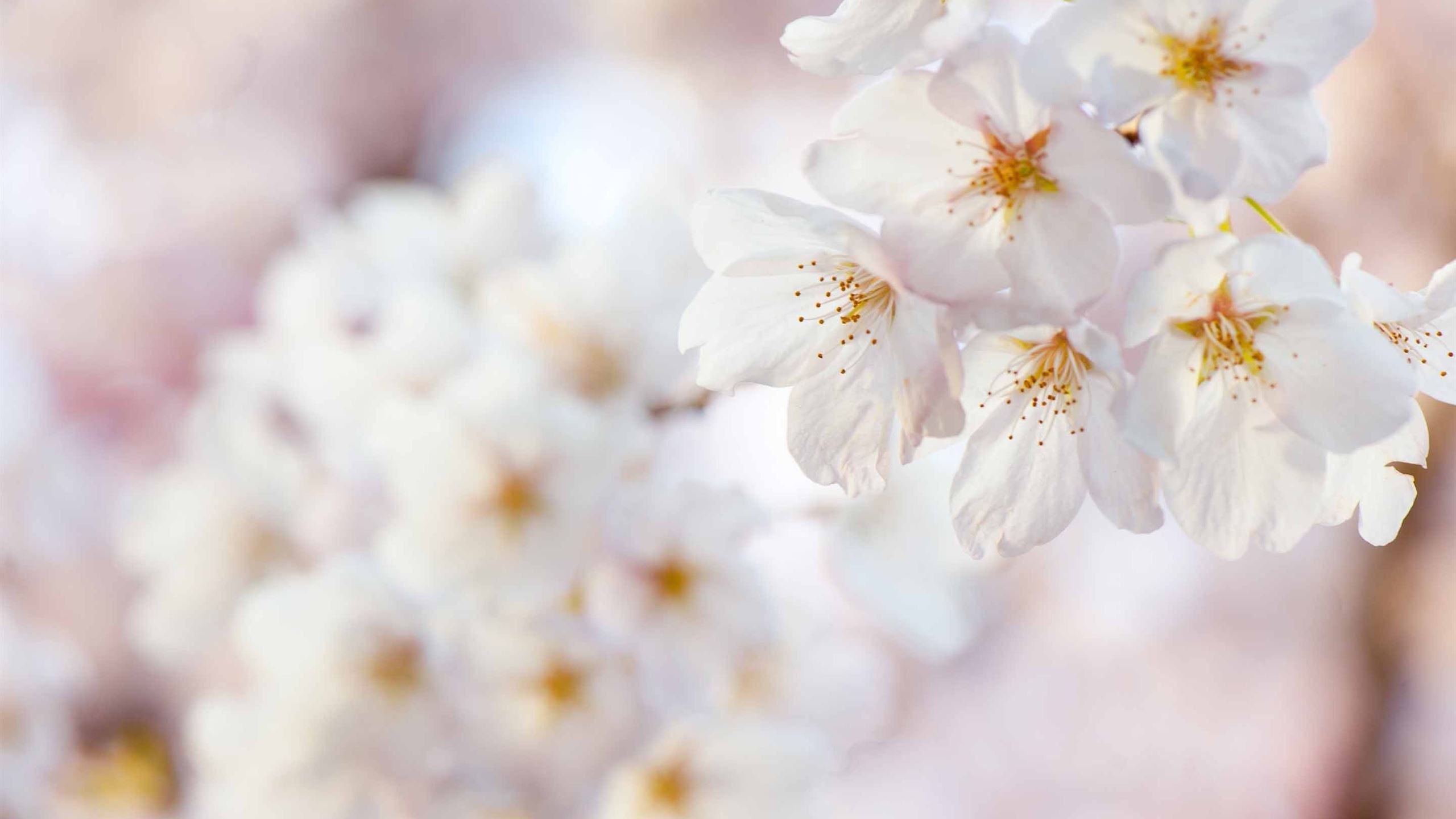 2560x1440 Spring Burnaby Canada MacBook Air Wallpaper Download