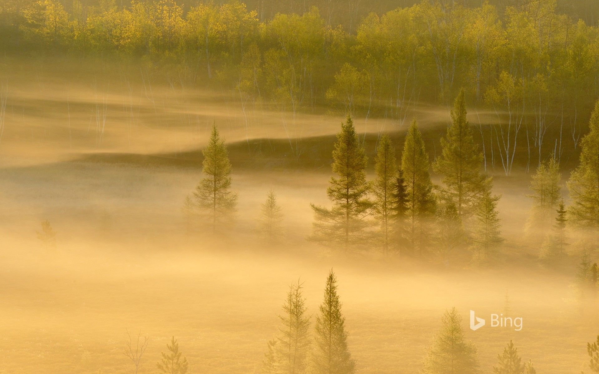 1920x1200 Spring trees in a misty valley, Lively, Sudbury, Ontario, Canada Wallpaper